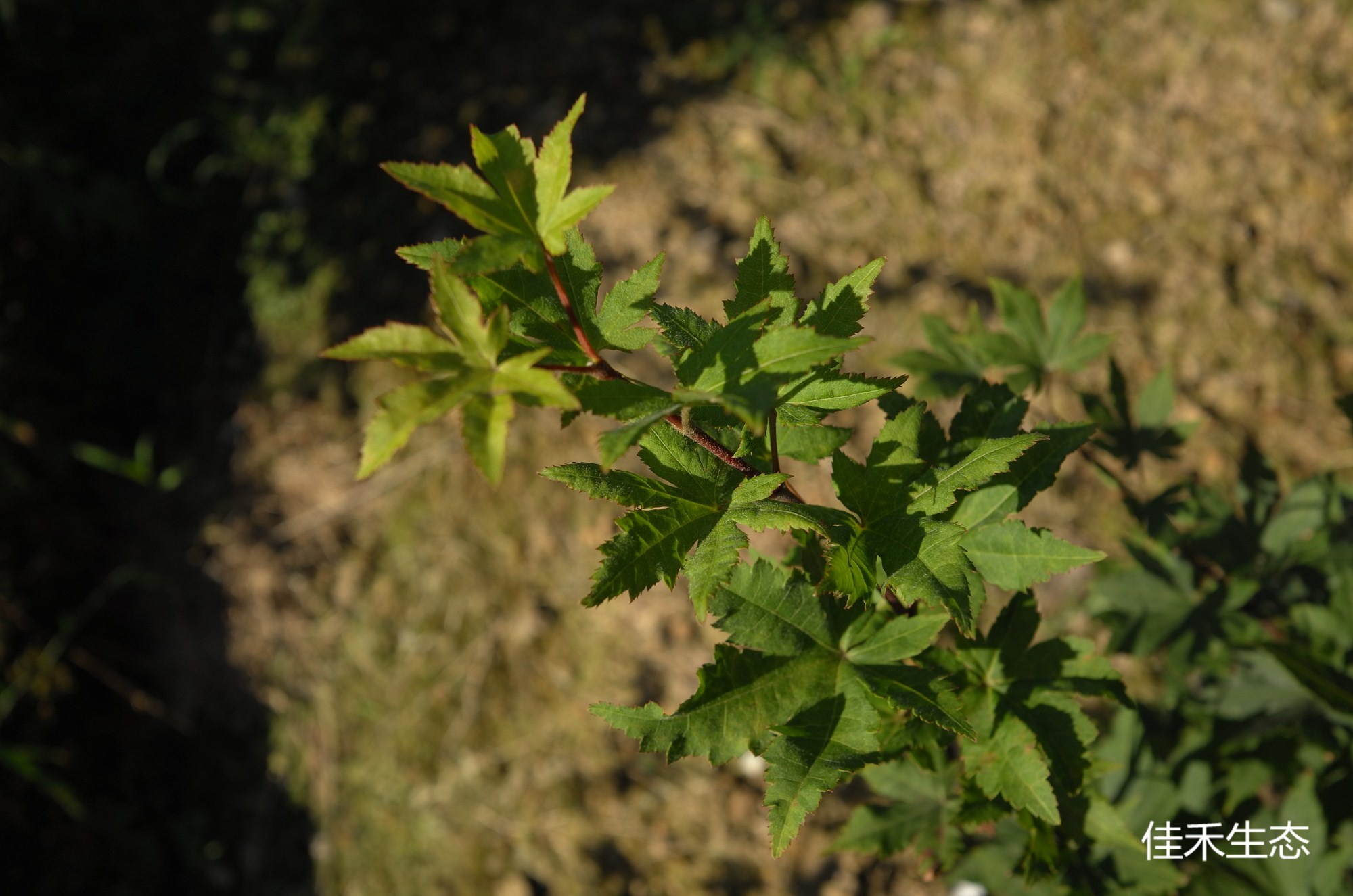 衣笠山Acer sieboldianum ‘Kinugasa yama’