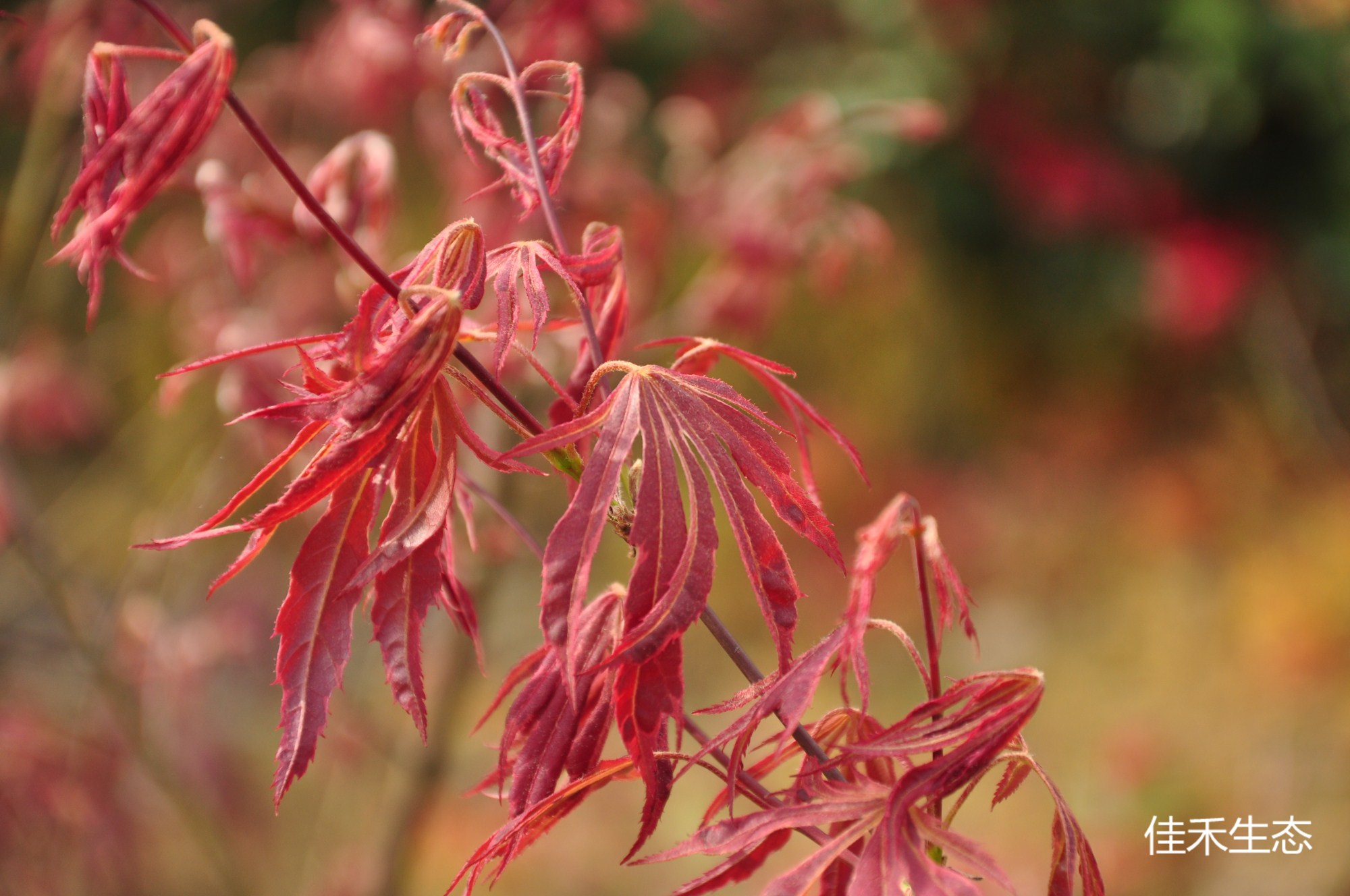 红紫炎Acer matsumurae ‘Beni shien’