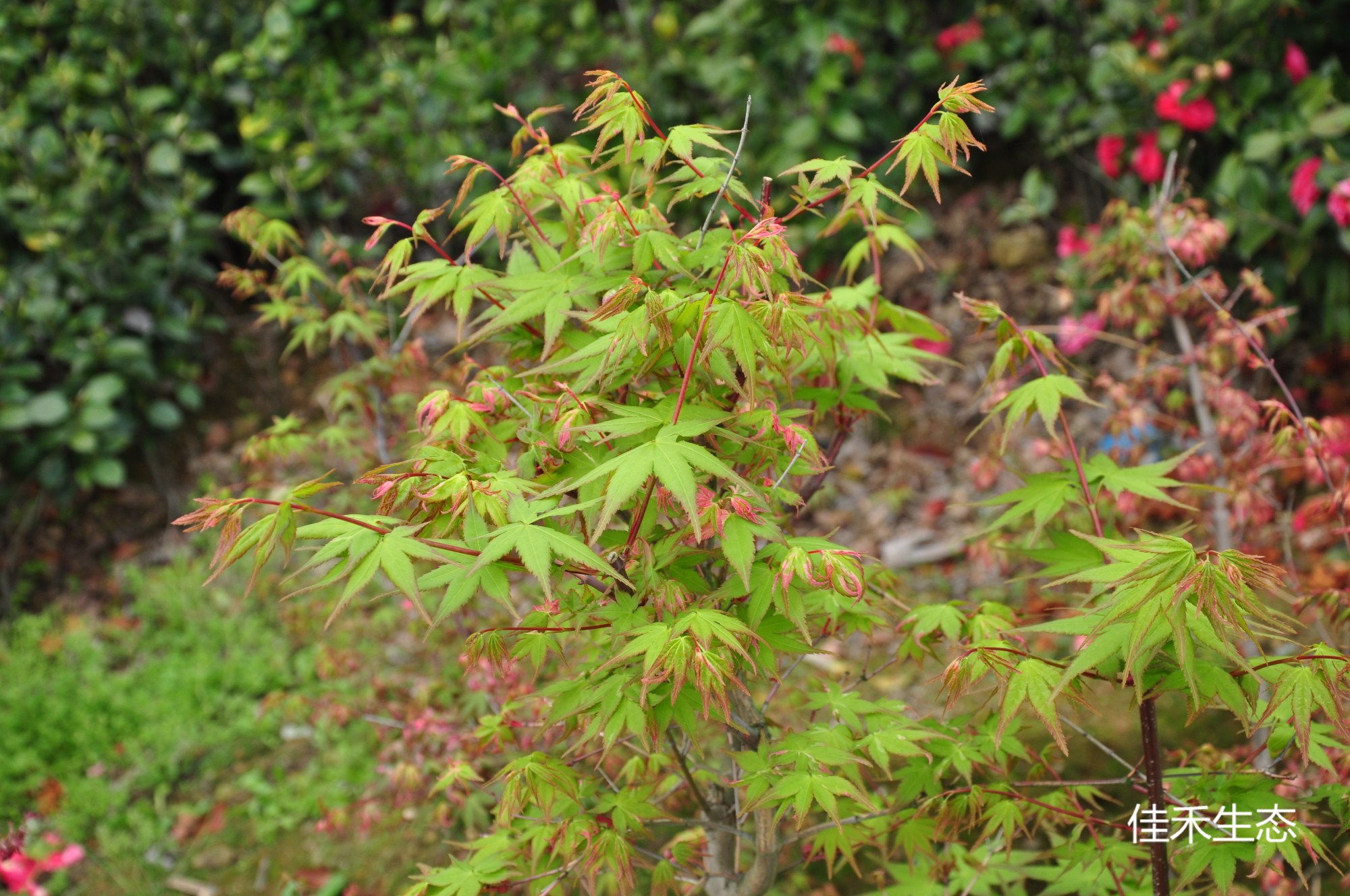 紫式部Acer palmatum ‘Murasaki shikibu’
