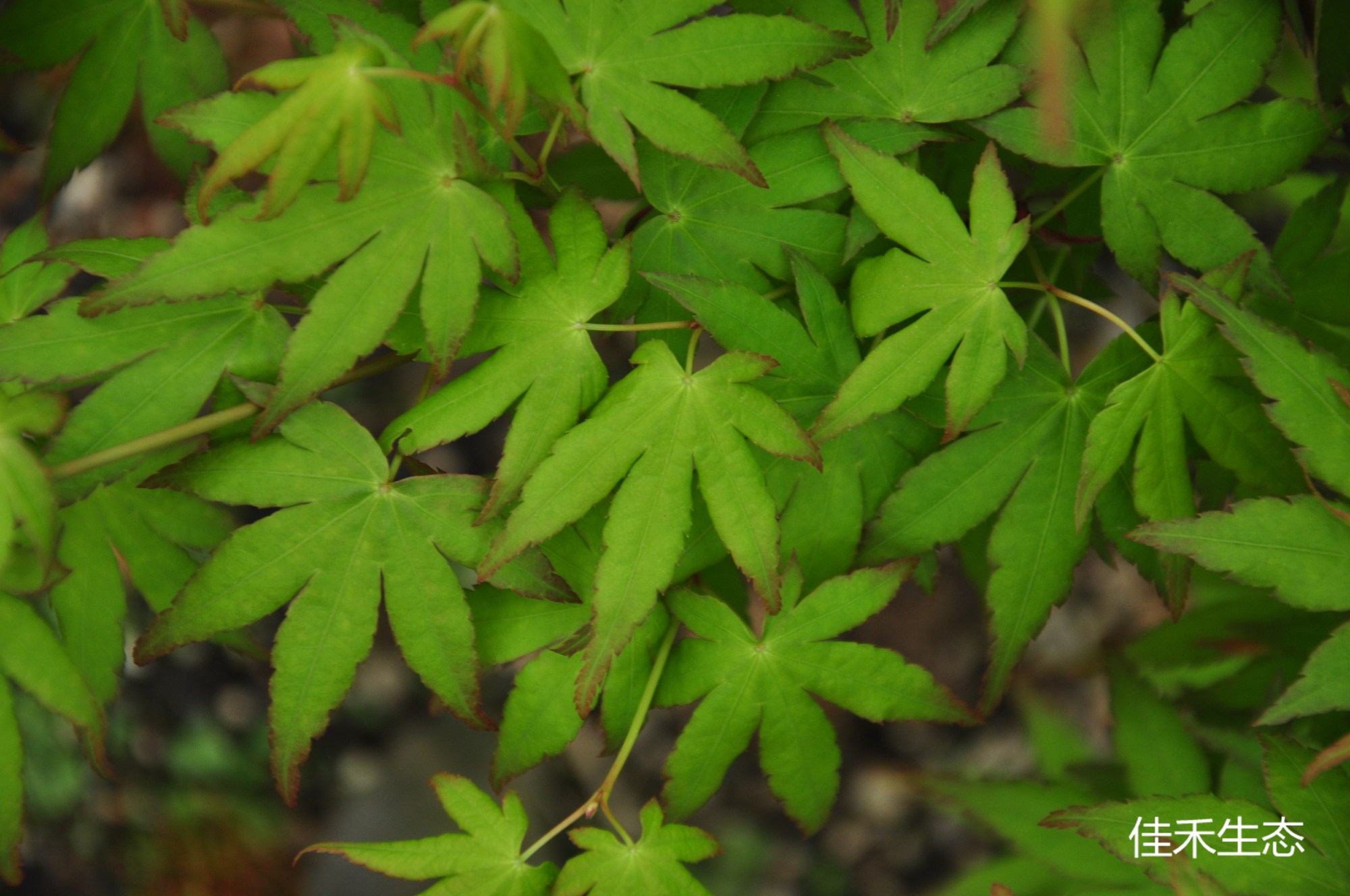 東北七変化Acer palmatum ‘Tohoku shichi hennge’