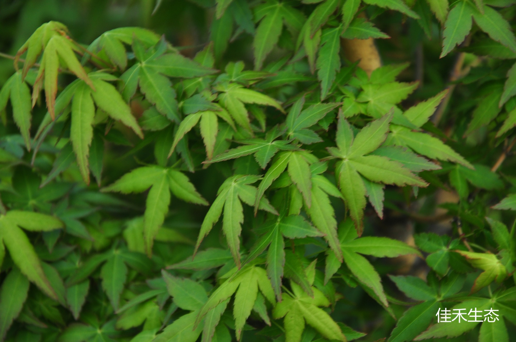 美峰Acer palmatum ‘Bi hou’