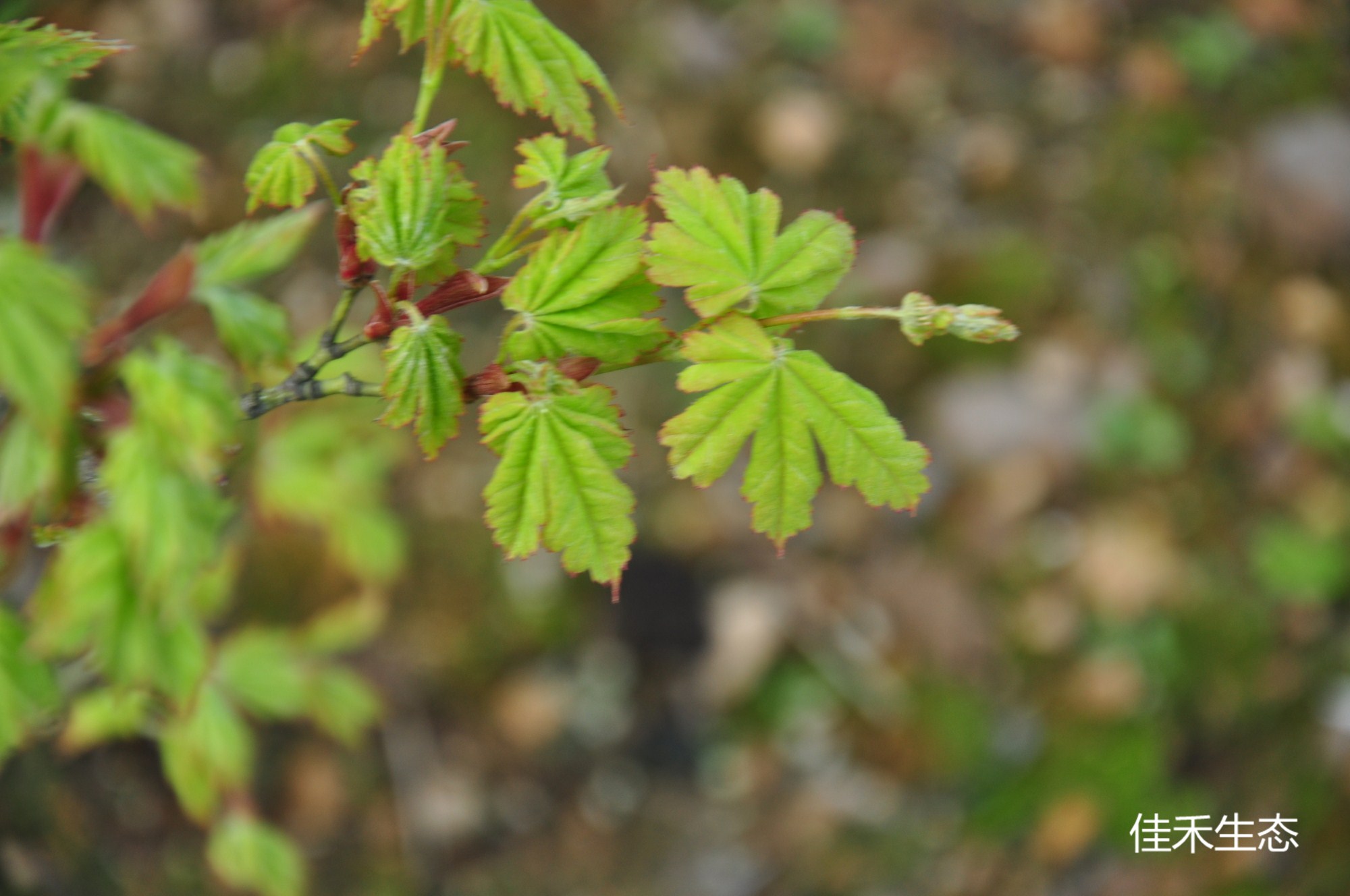 向山谷錦Acer matsumurae ‘Koyamadani nishiki’