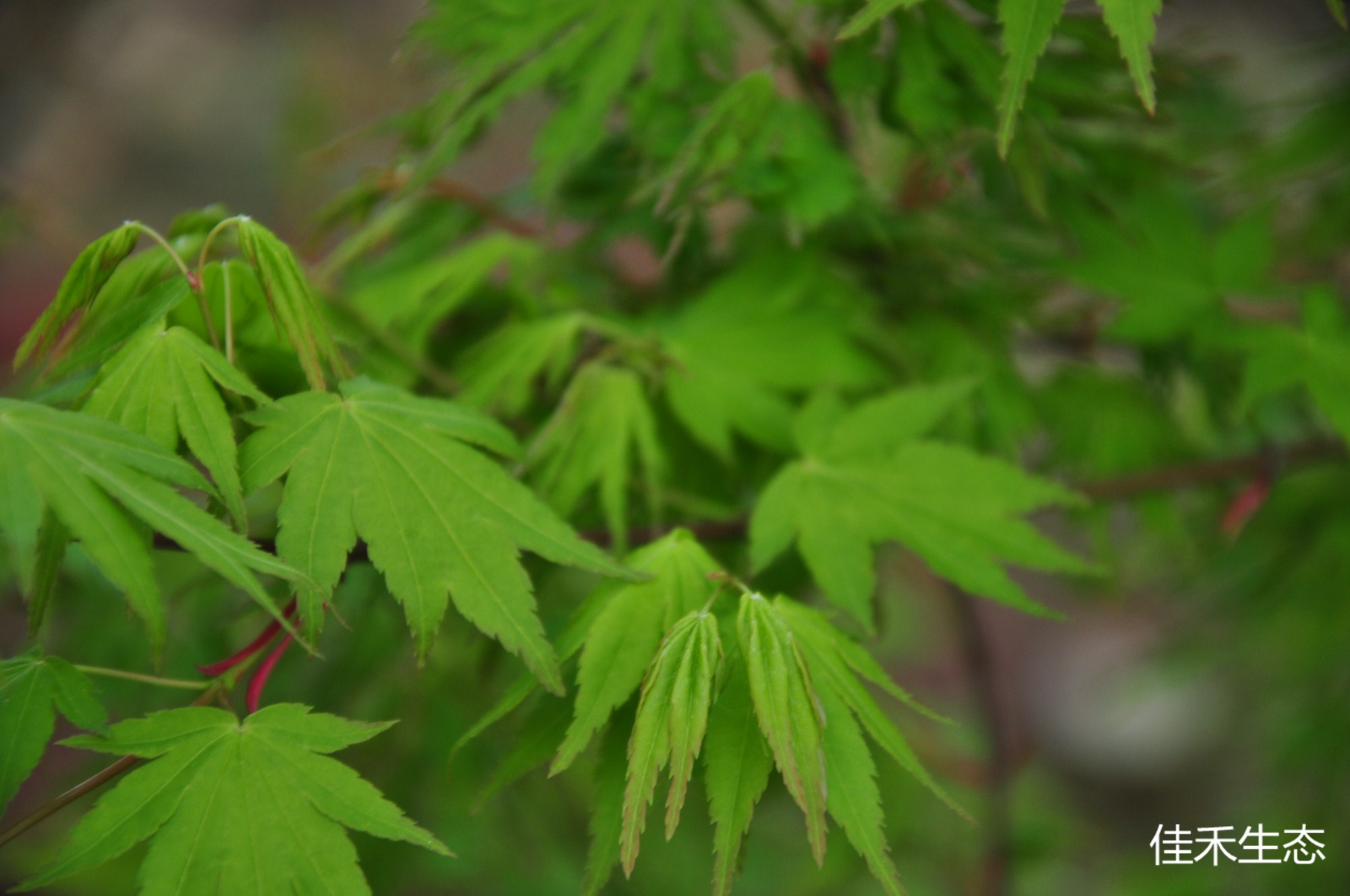 侘人Acer palmatum ‘Wabi bito’