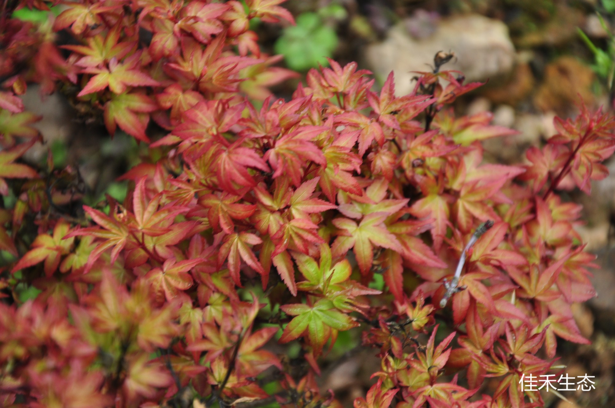 紅姫Acer palmatum ‘Beni hime’