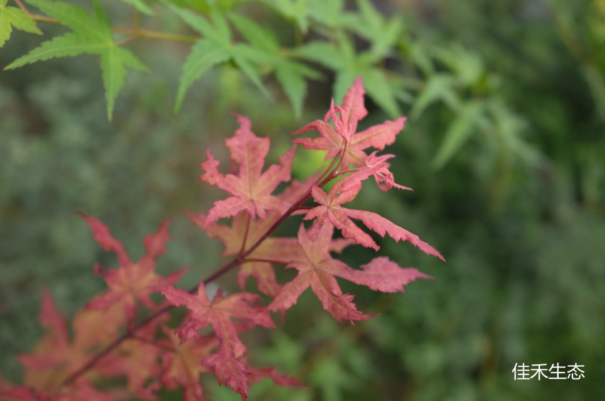 琥珀鬼Acer palmatum ‘Amber Ghost’