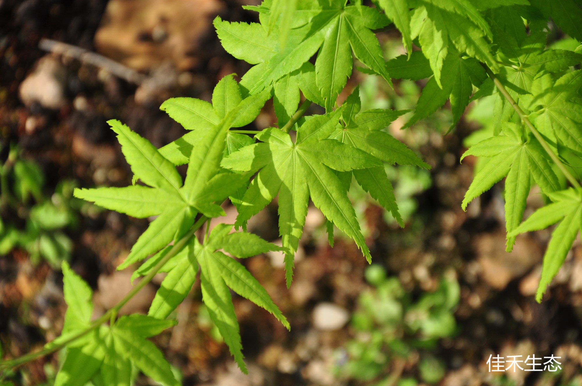 史达瓦Acer palmatum ‘Shidava gold’