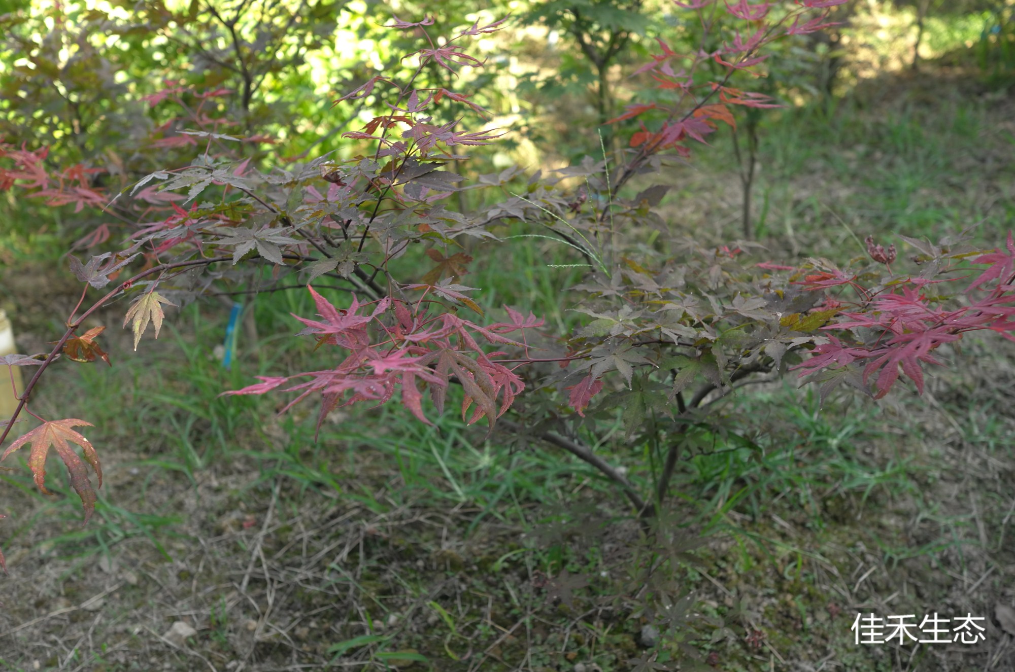 婴儿鬼Acer palmatum ‘Beby ghost’