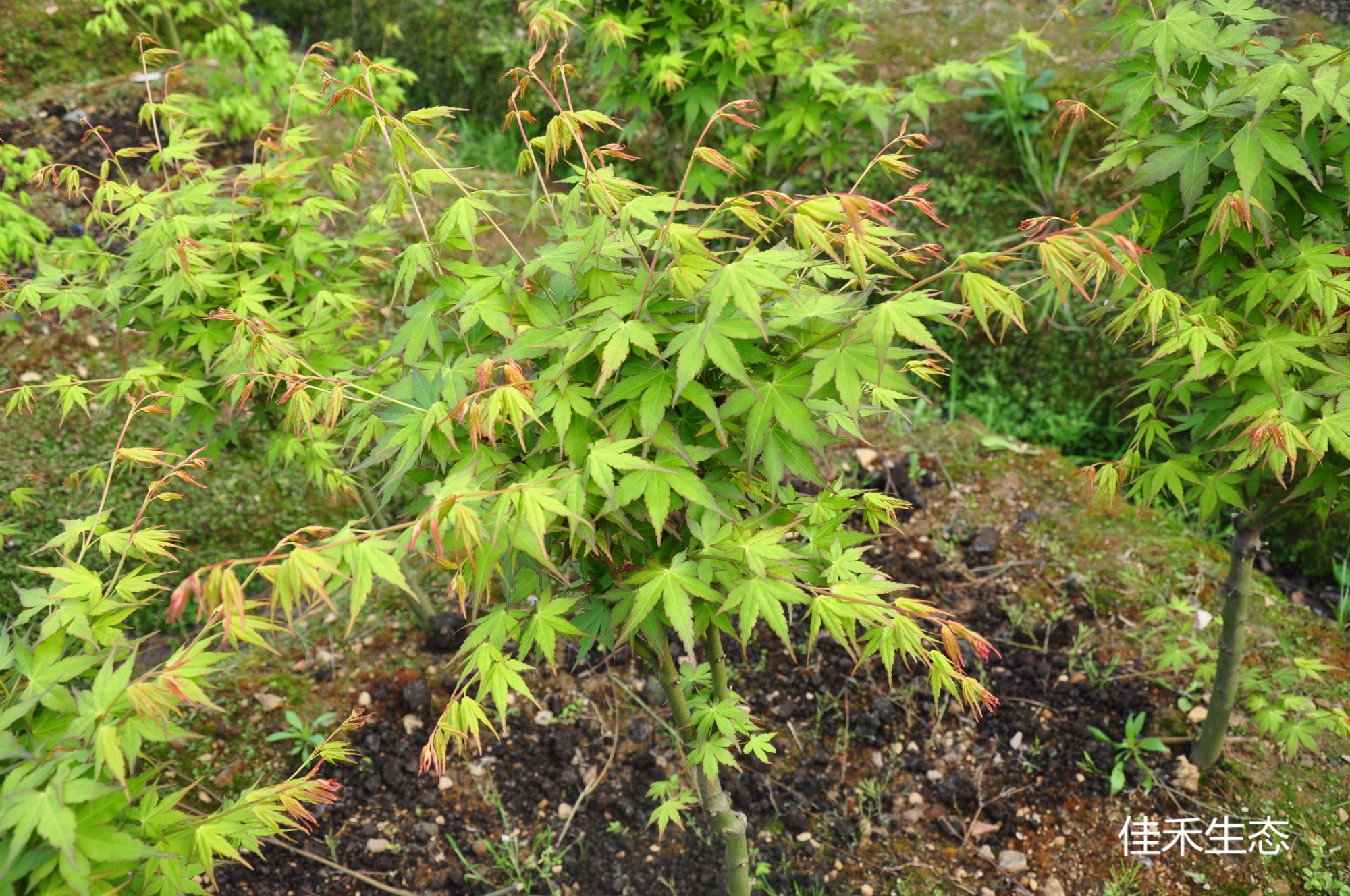 白斑錦Acer palmatum ‘Shirofu nishiki’