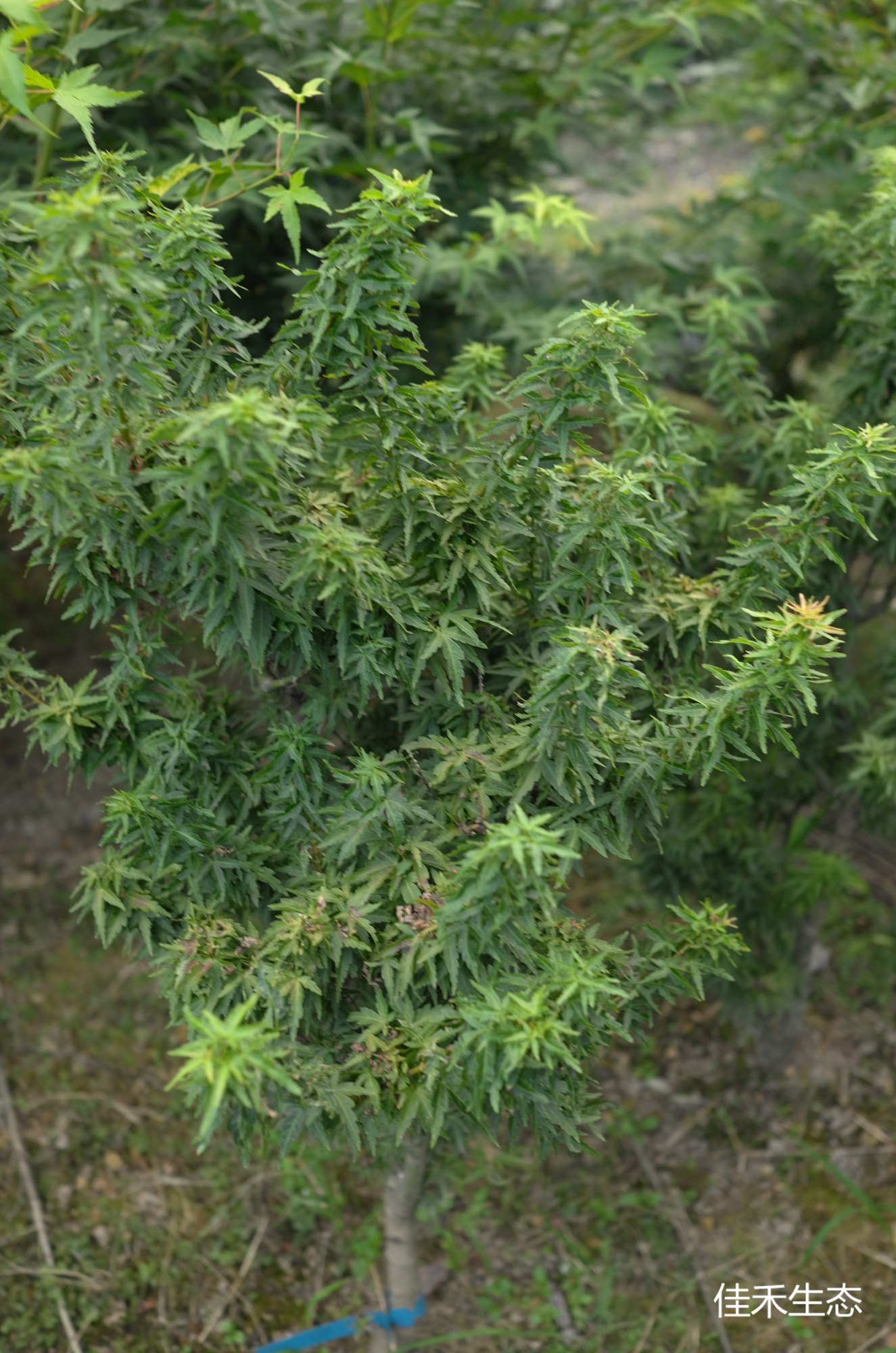 琴姫Acer palmatum ‘Koto hime’
