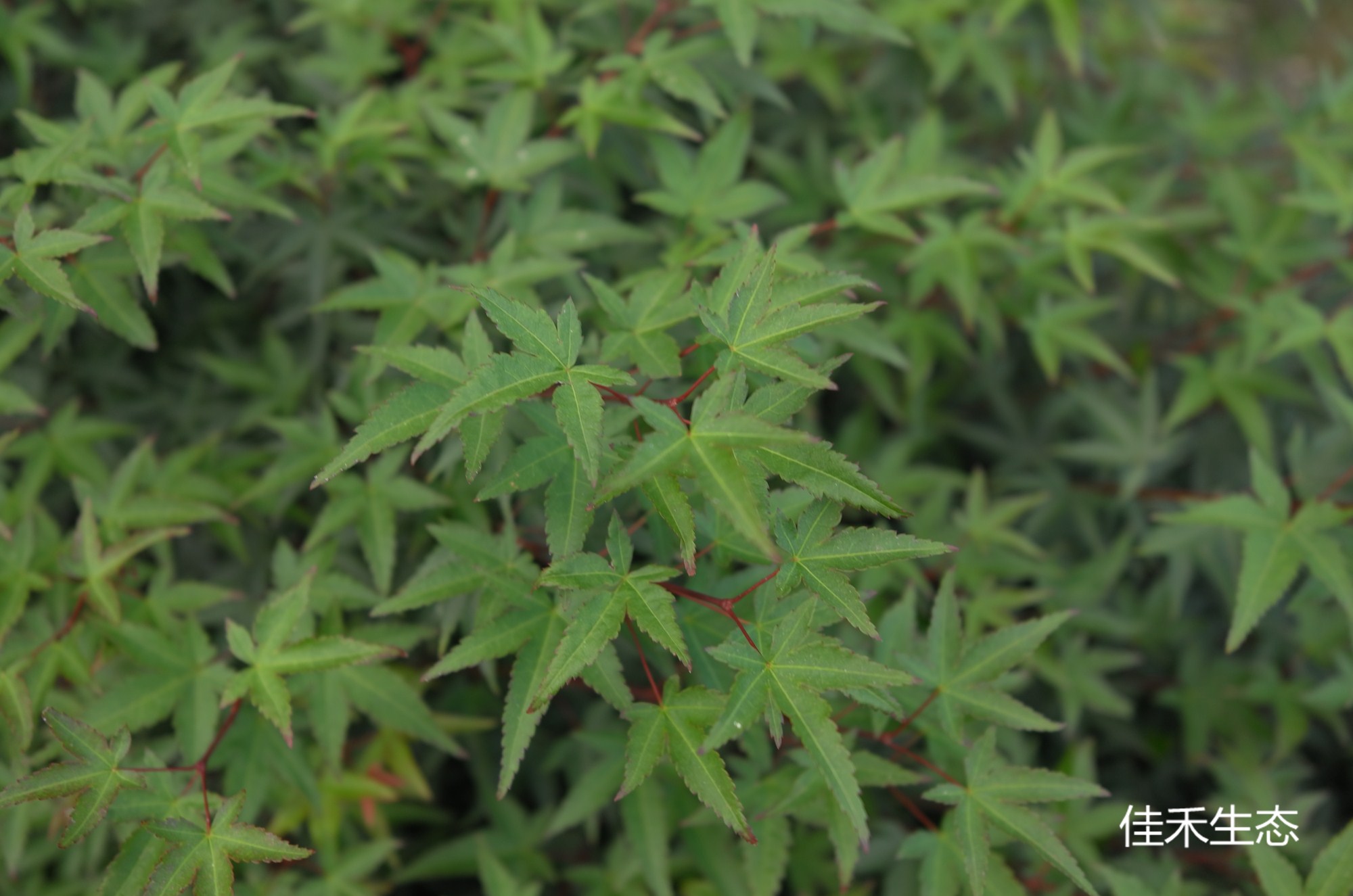 小町姫Acer palmatum ‘Komachi hime’