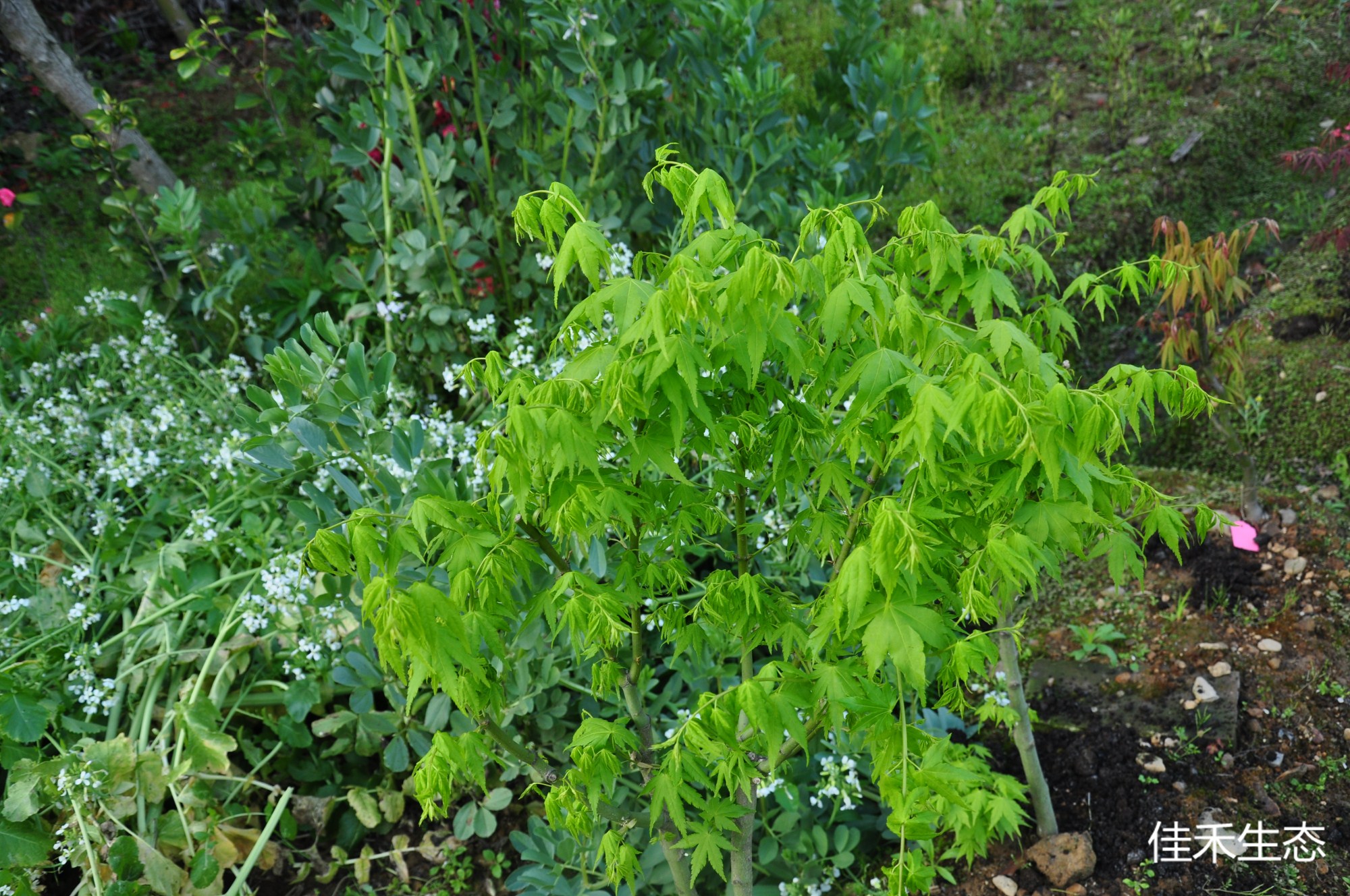 美岛绿Acer amoenum ‘Kawahara Midori’