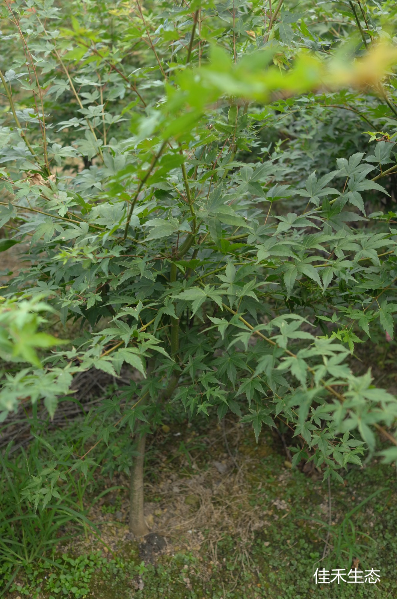 霜降錦Acer palmatum ‘Shimo furi nishiki’