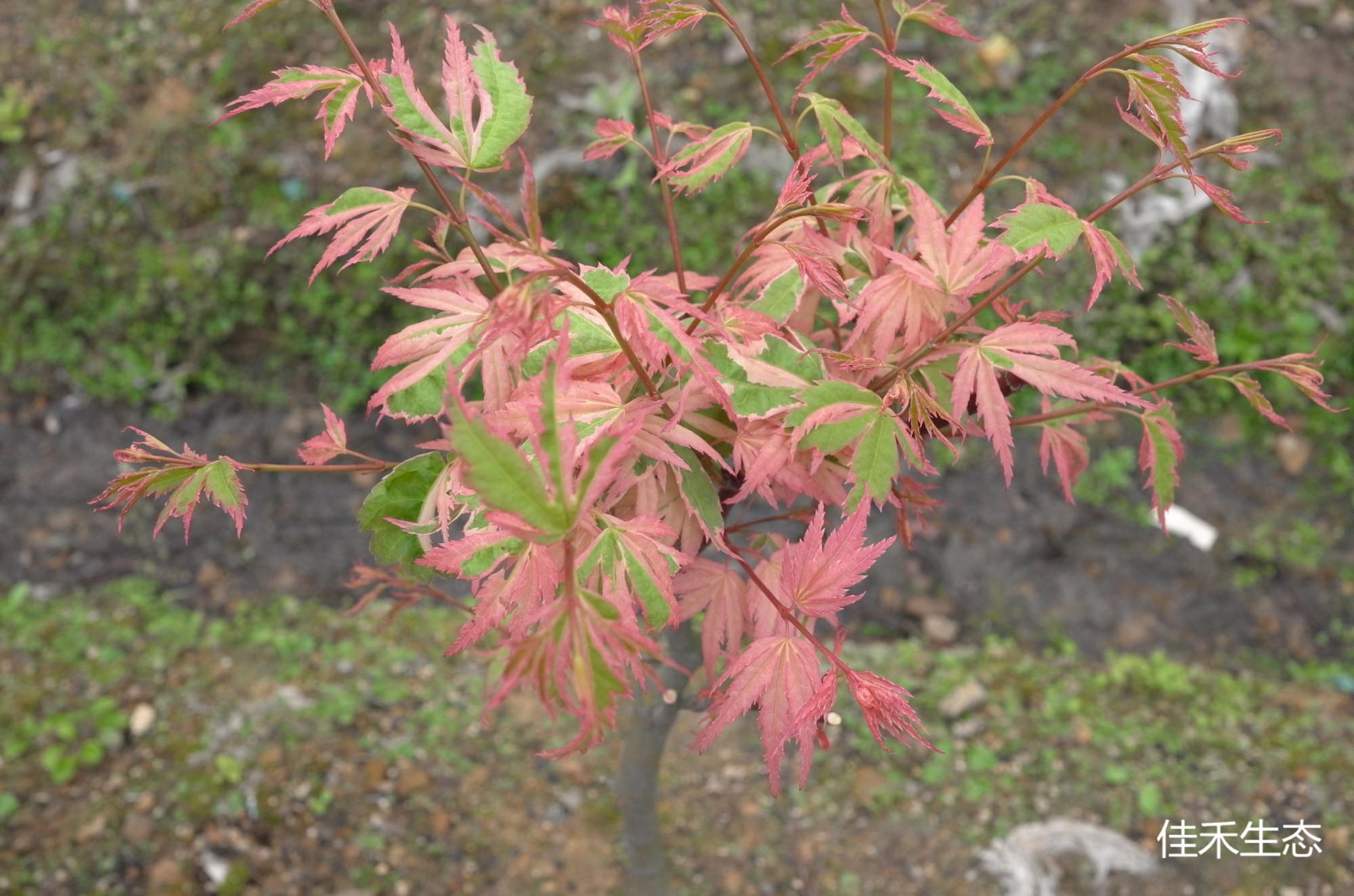 奥久慈錦Acer palmatum ‘Okukuji nishiki’
