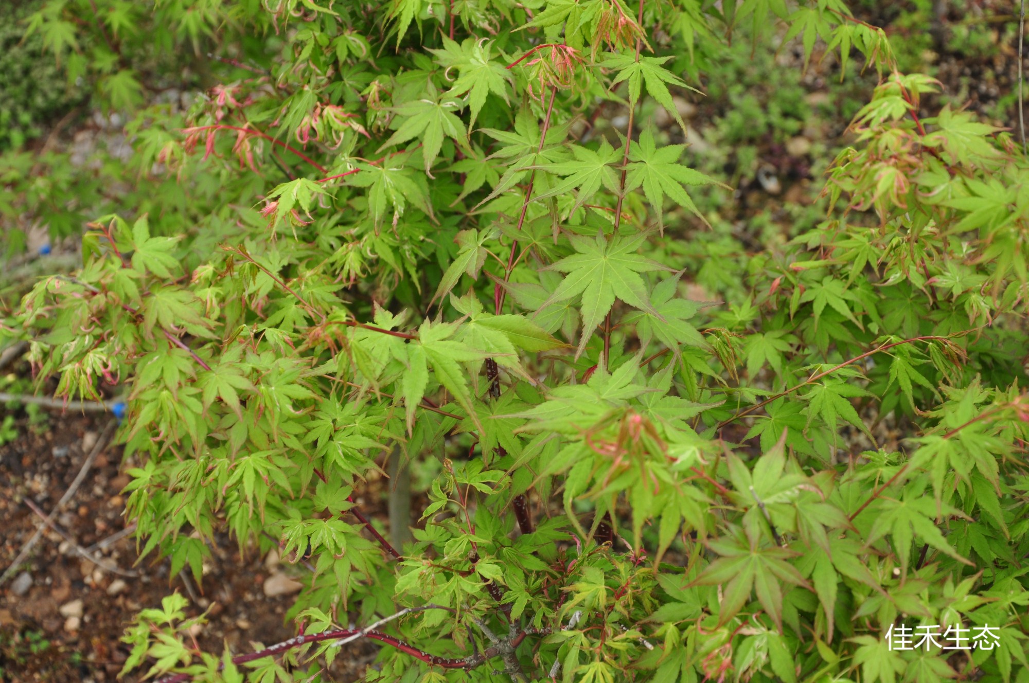 太陽錦Acer palmatum ‘Taiyo nishiki’