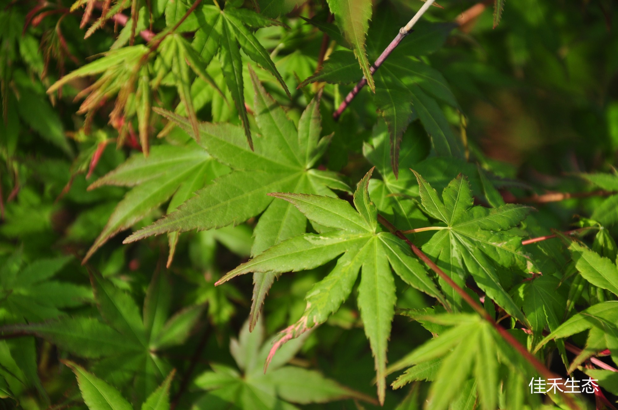 寿Acer palmatum ‘Kotobuki’