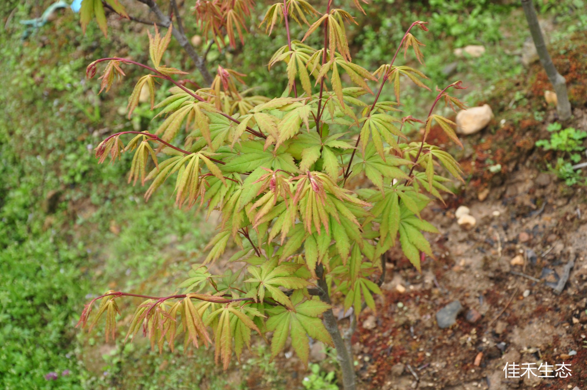 濡鹭Acer amoenum ‘Nure sagi’