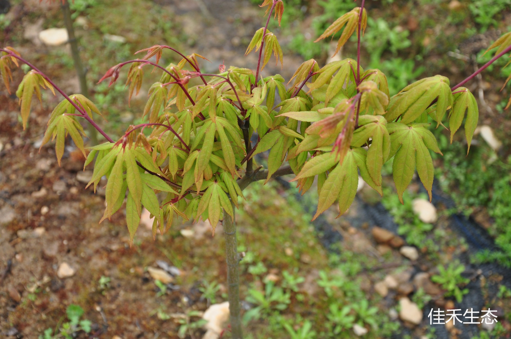 大杯Acer amoenum ‘O sakazuki'