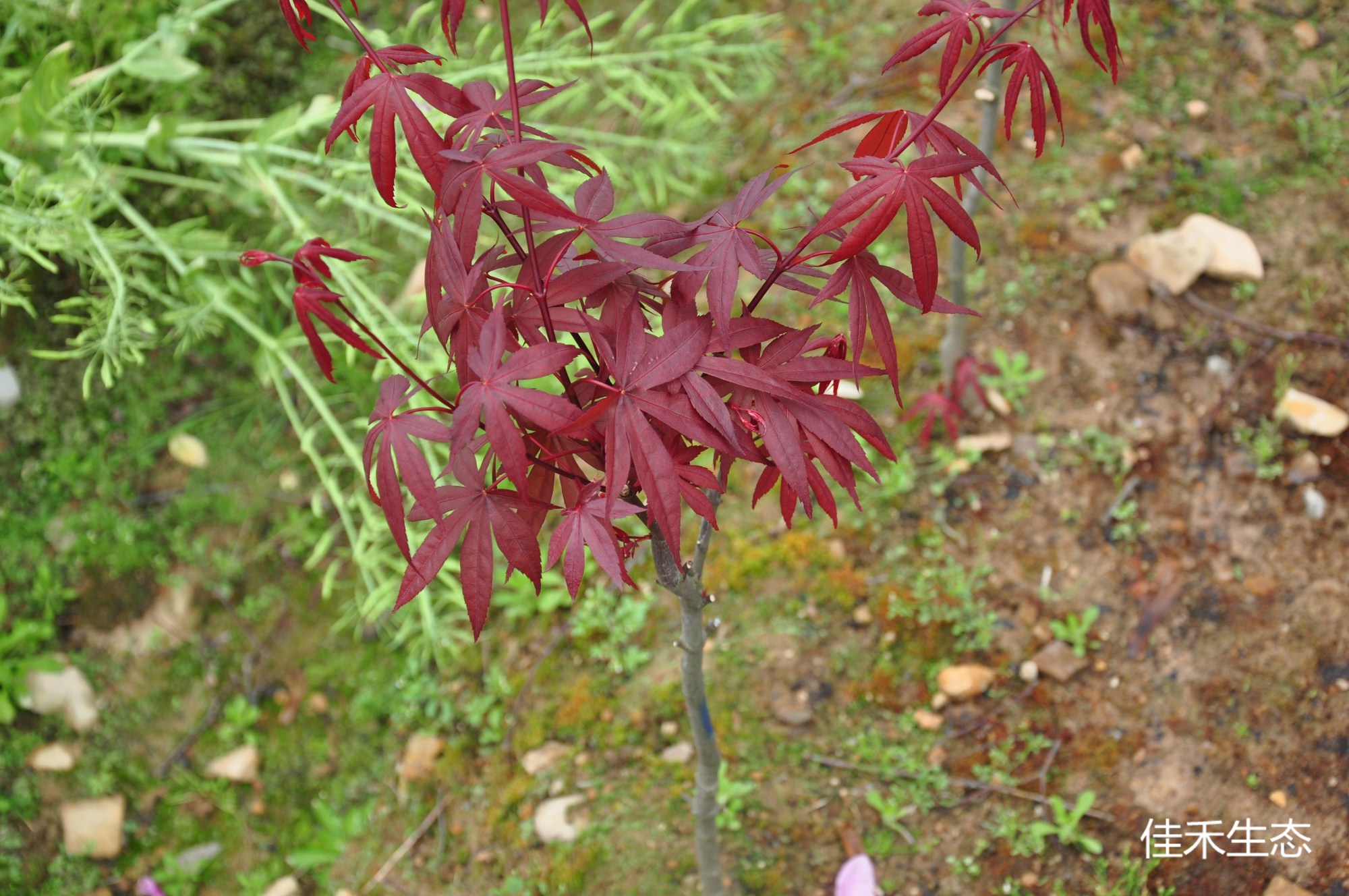 赤七五三Acer matsumurae ‘Aka shitigosan’