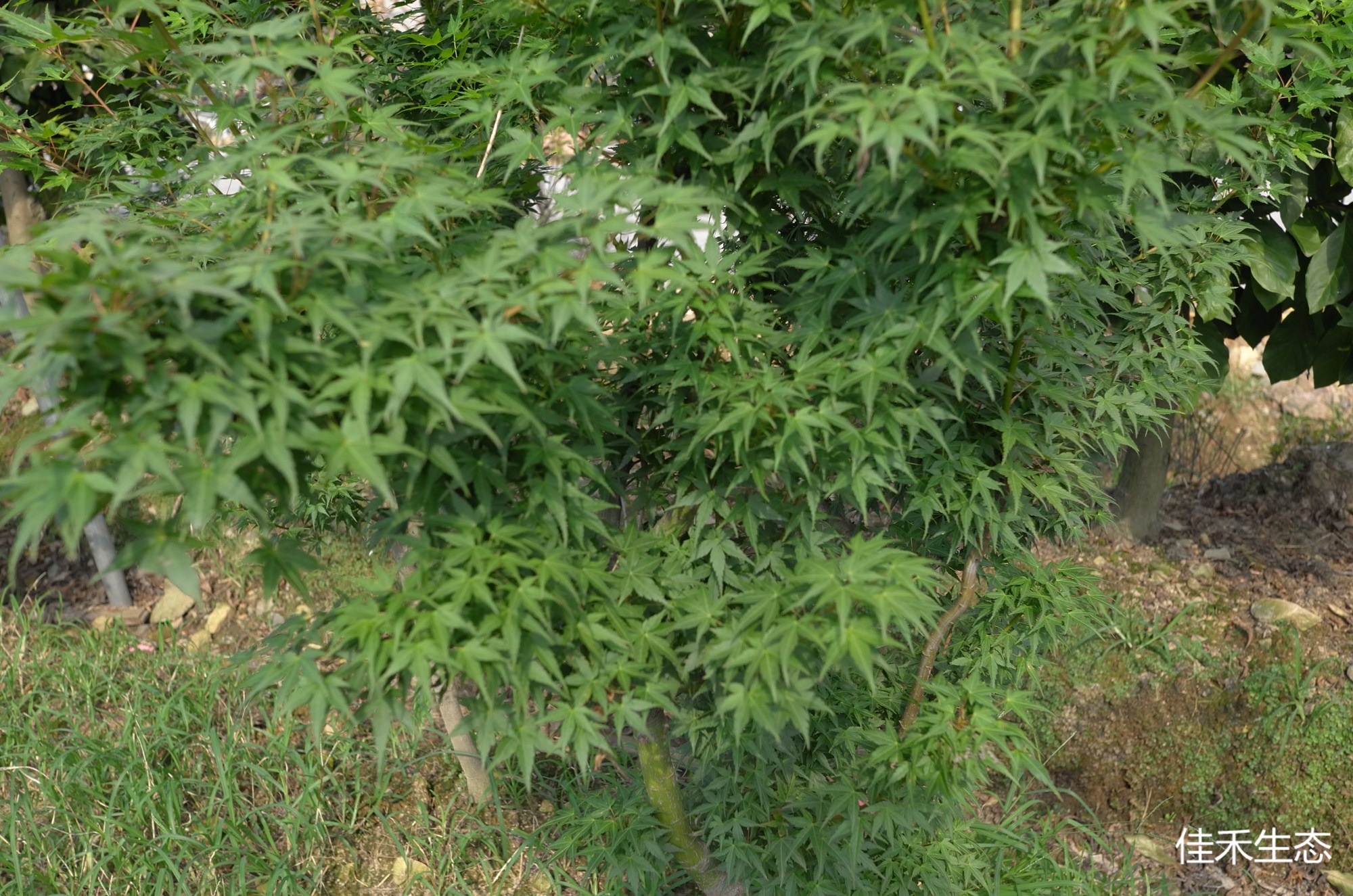 狂竜Acer palmatum ‘Kyoryu’