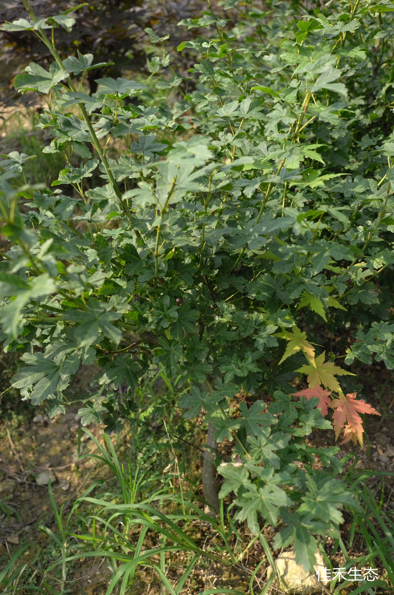 向山谷錦Acer matsumurae ‘Koyamadani nishiki’