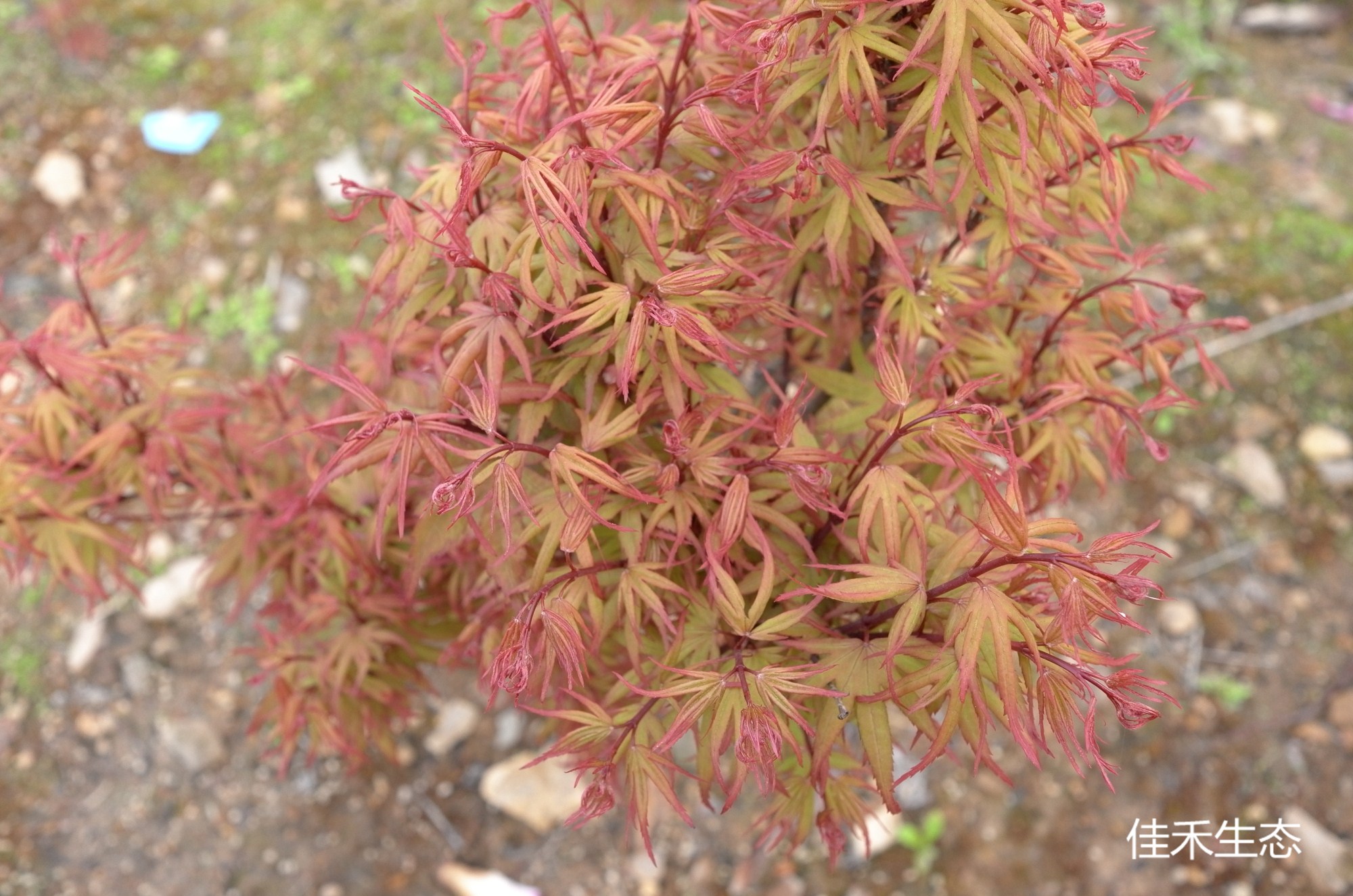 黒姫Acer palmatum ‘Kuro hime’