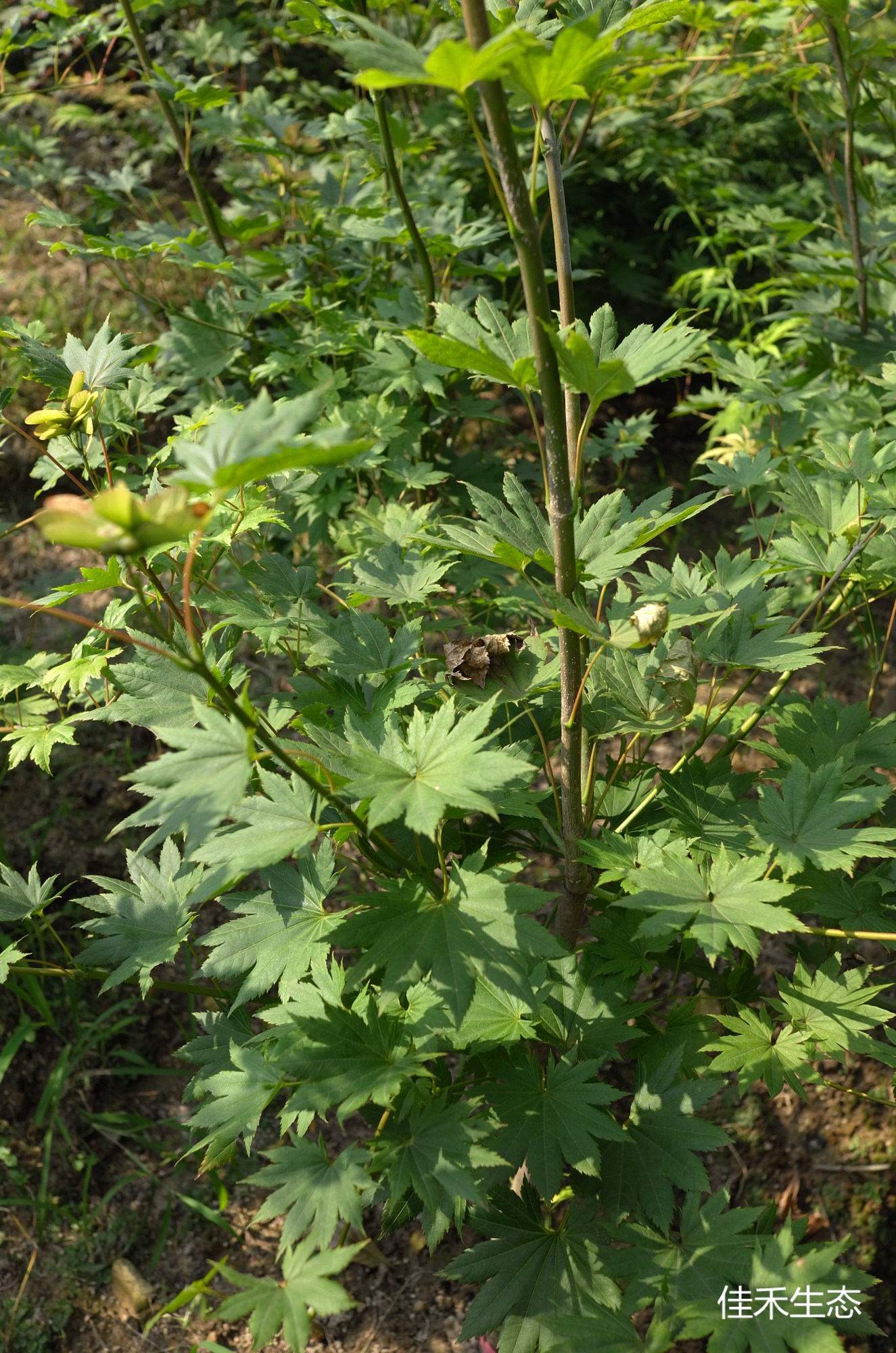 十二一重Acer shirasawanum‘Juhni hitoe’
