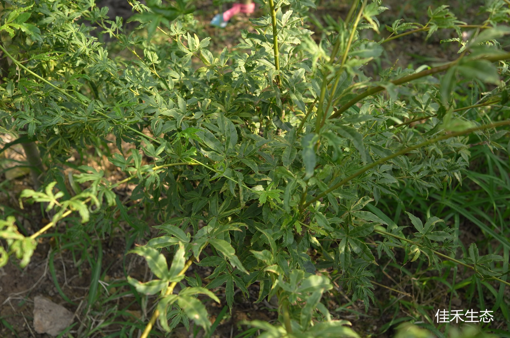 浅黄錦.Asagi nishiki.Acer palmatum ‘Asagi nishiki’