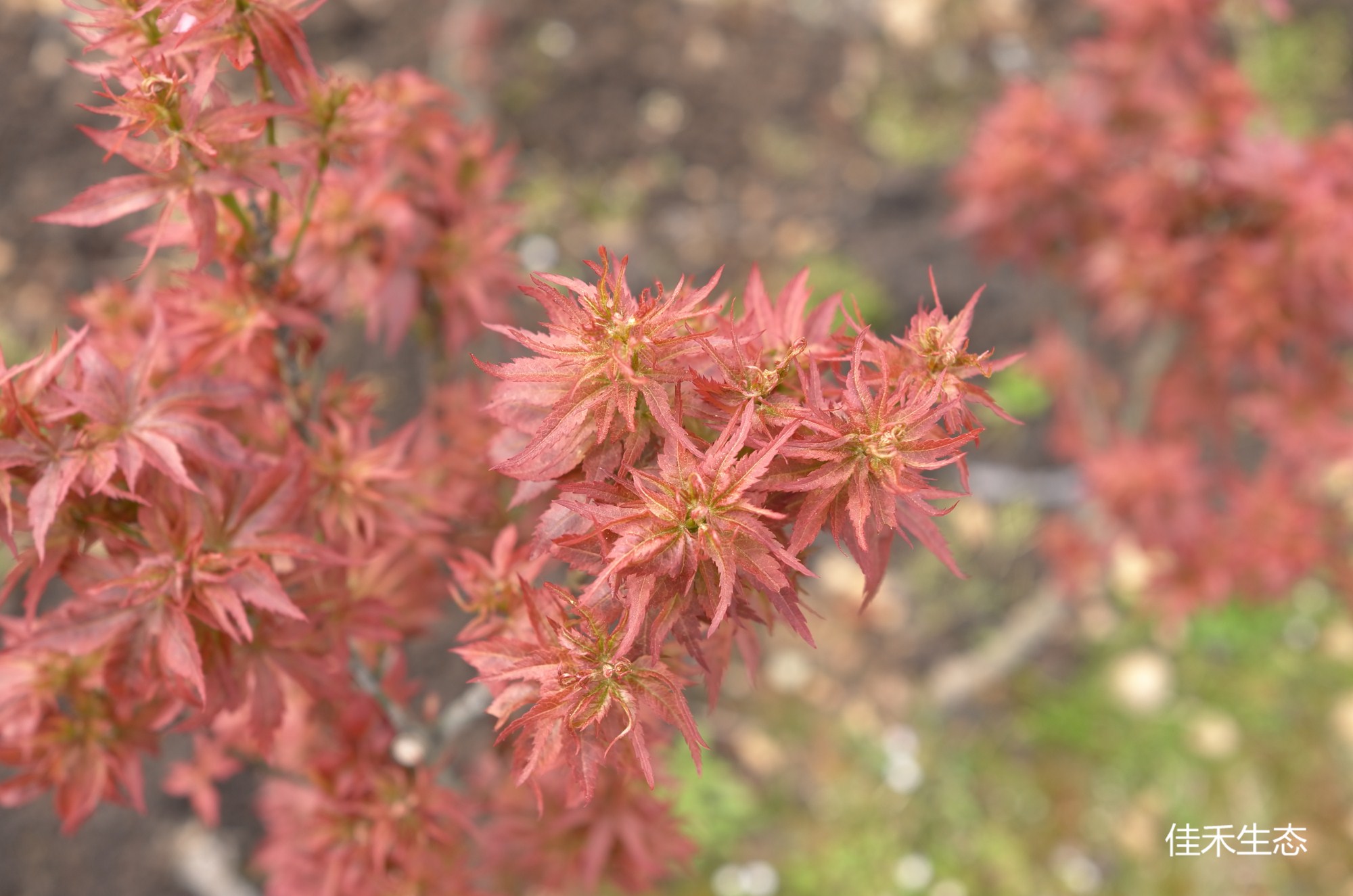 紅獅子.Kurenai jishi.Acer amoenum ‘Kurenai jishi’