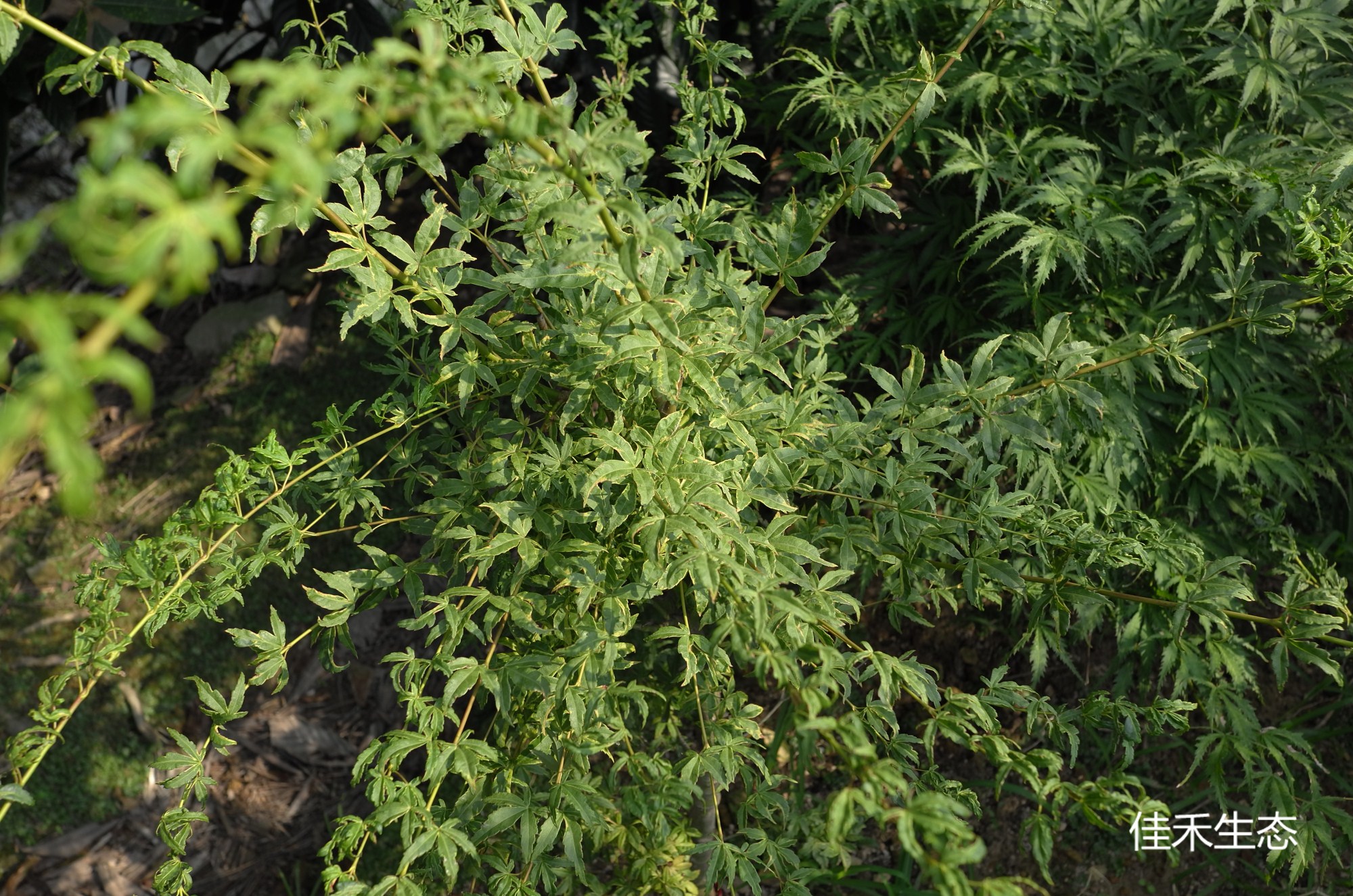 浅黄錦Acer palmatum ‘Asagi nishiki’