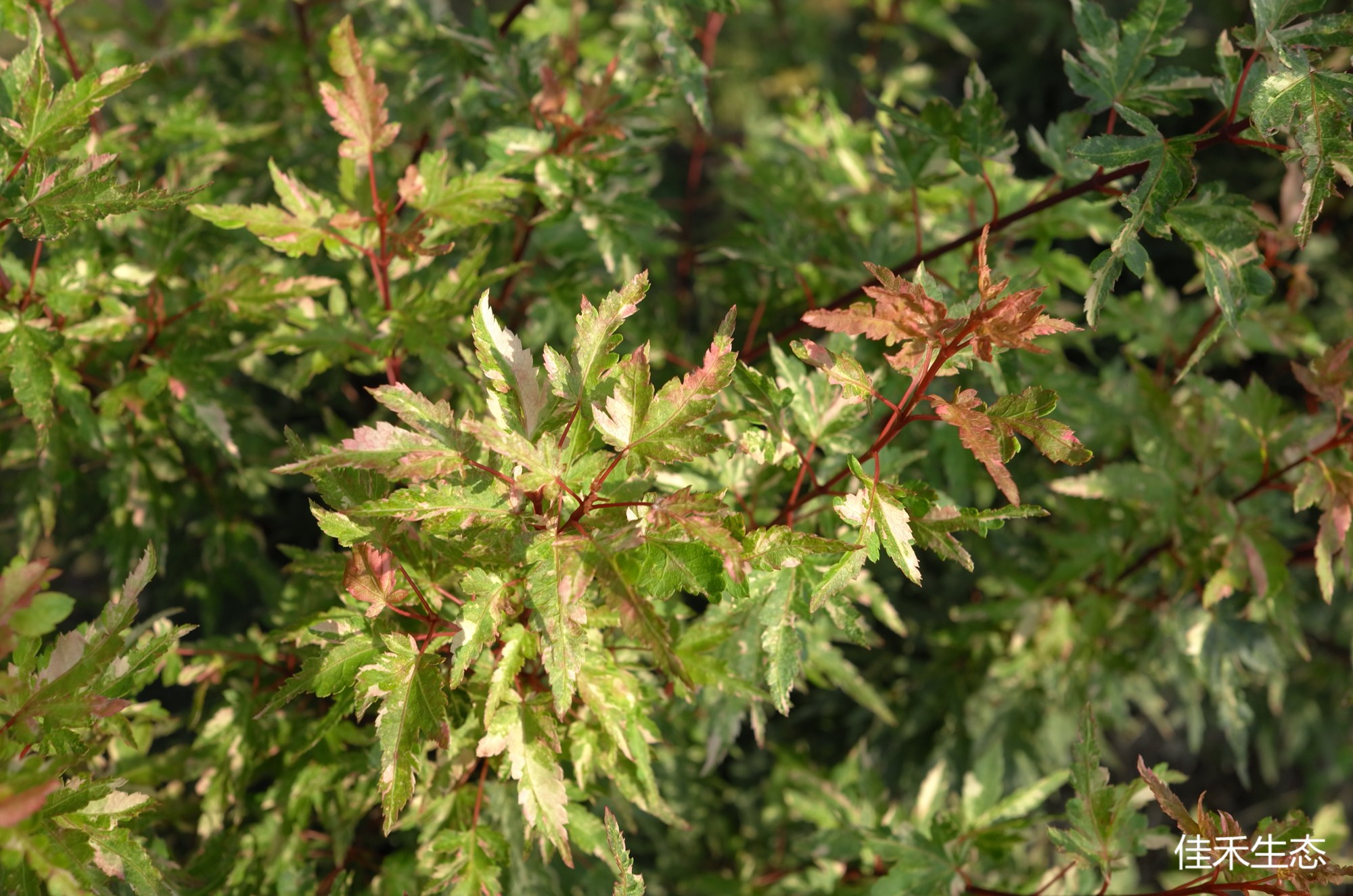 龙宫Acer palmatum ‘Ryu gu’