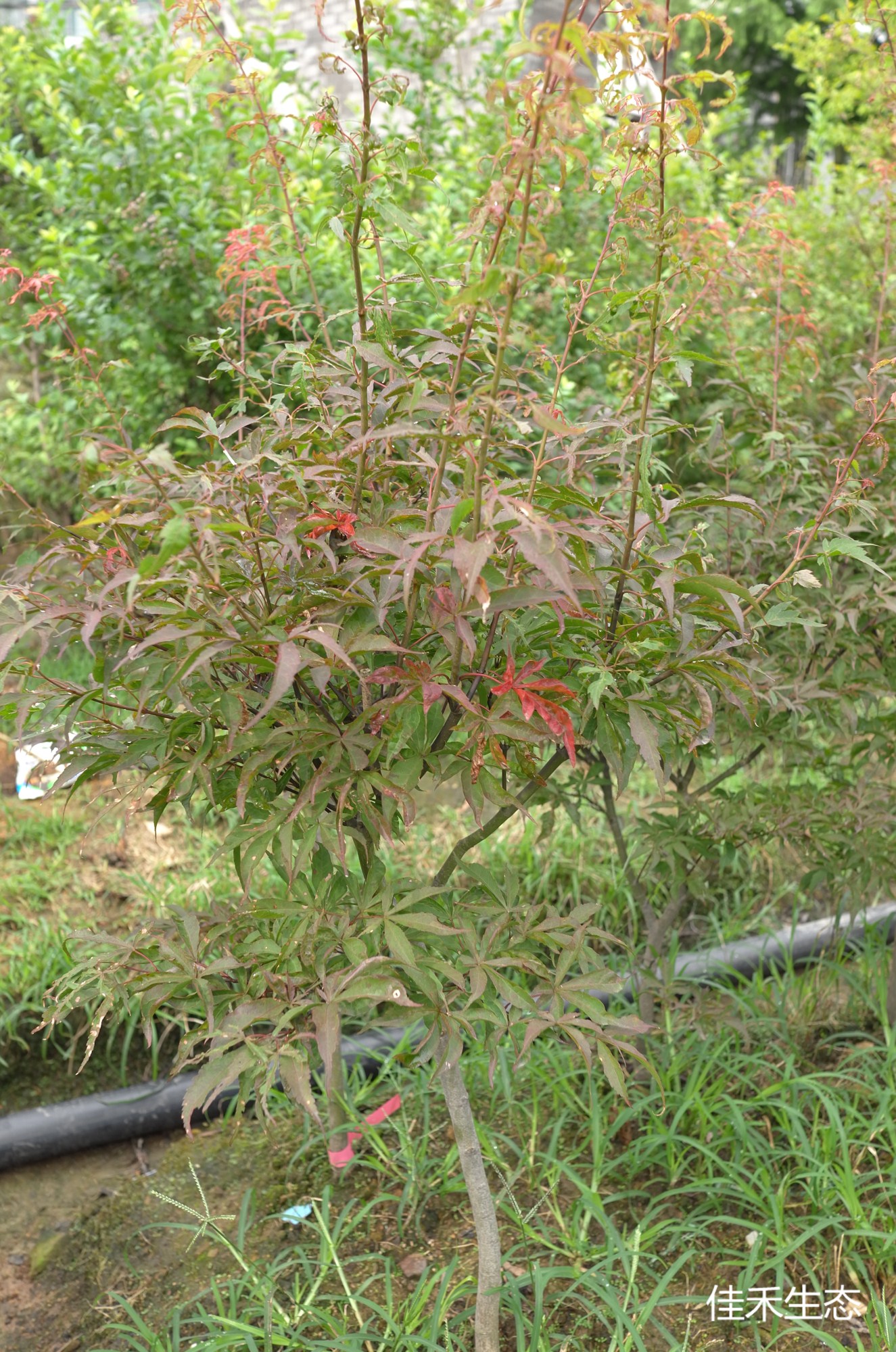 錦盃.Kin pai.Acer amoenum