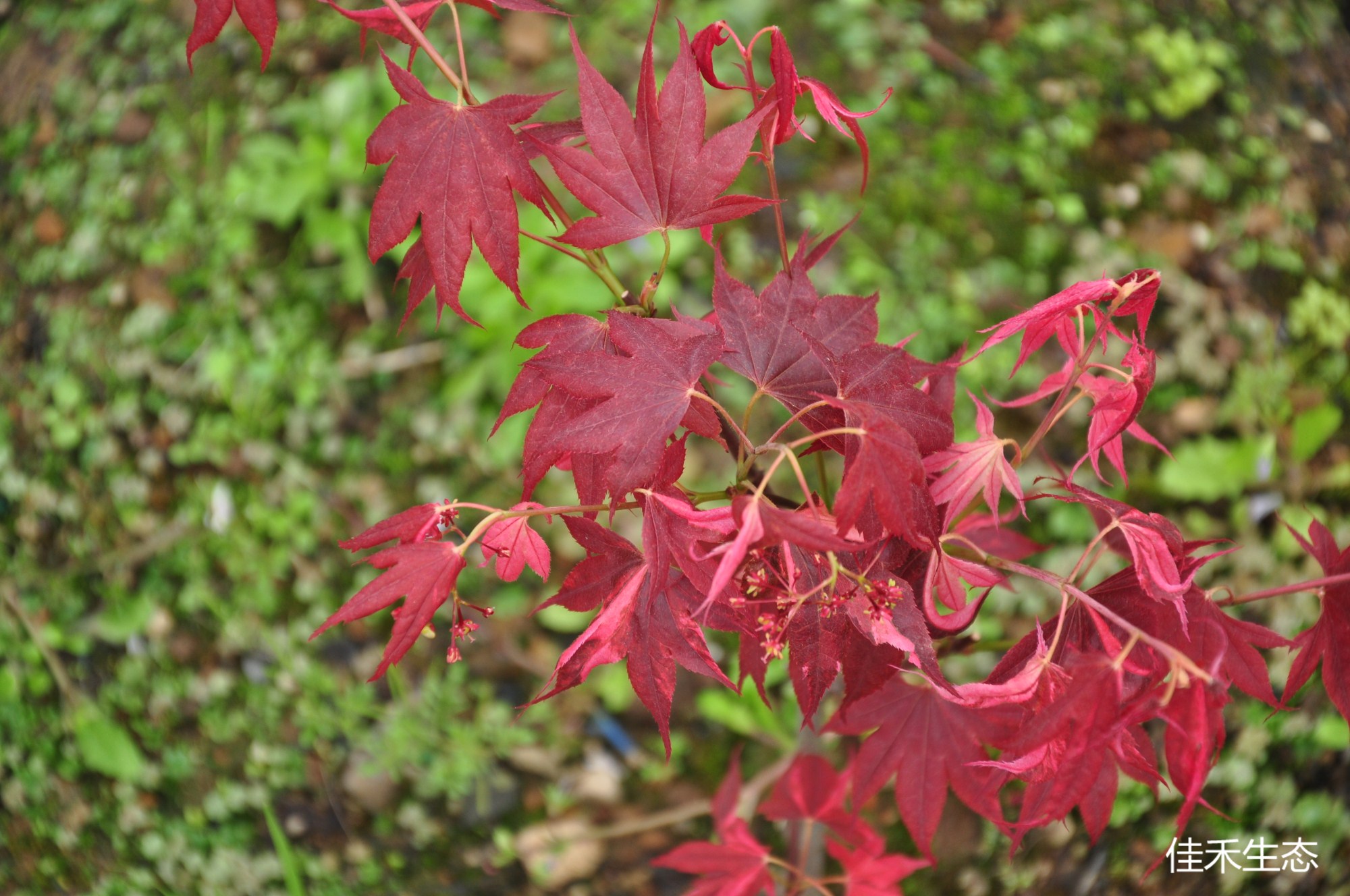 大明錦.Taimin nishiki.Acer amoenum