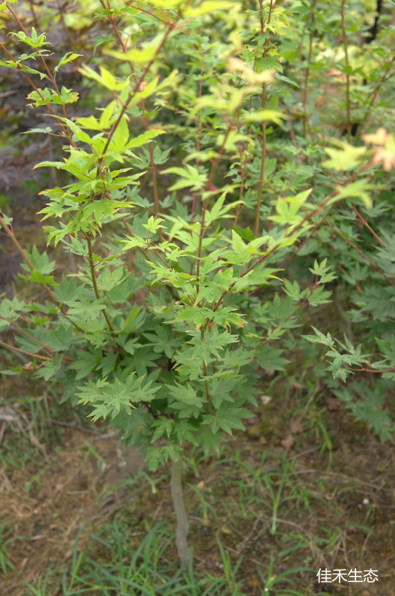 葛城山.Katsuragi san.Acer sieboldianum