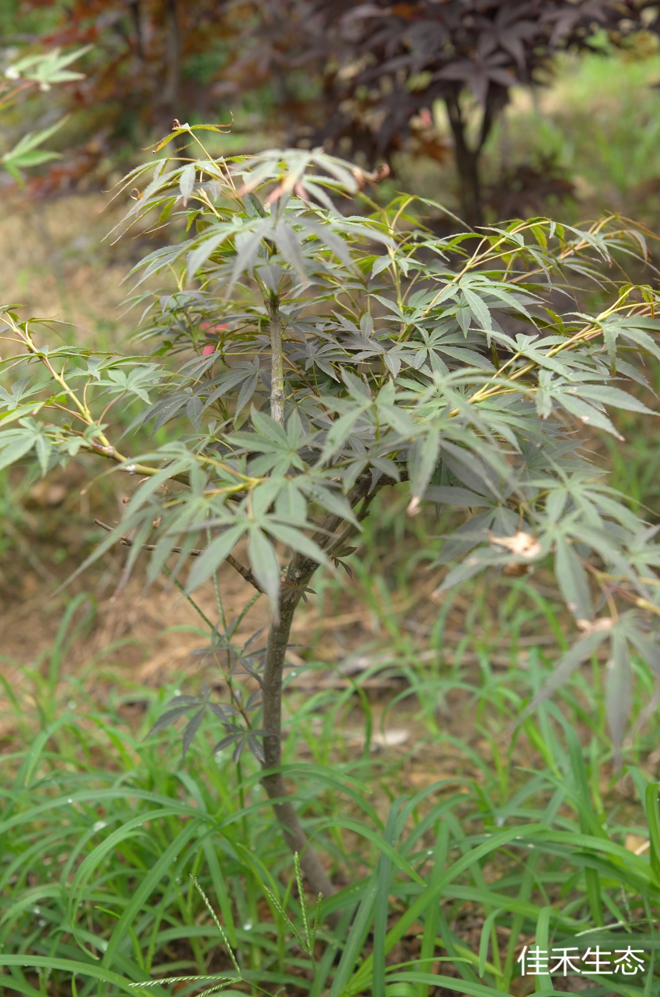 竜松院.Ryushoh in.Acer amoenum