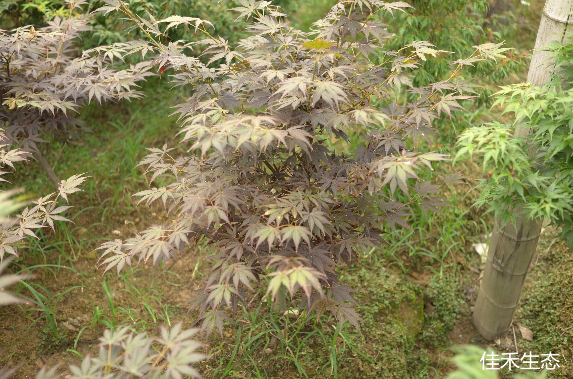 村雲.Murakumo.Acer amoenum