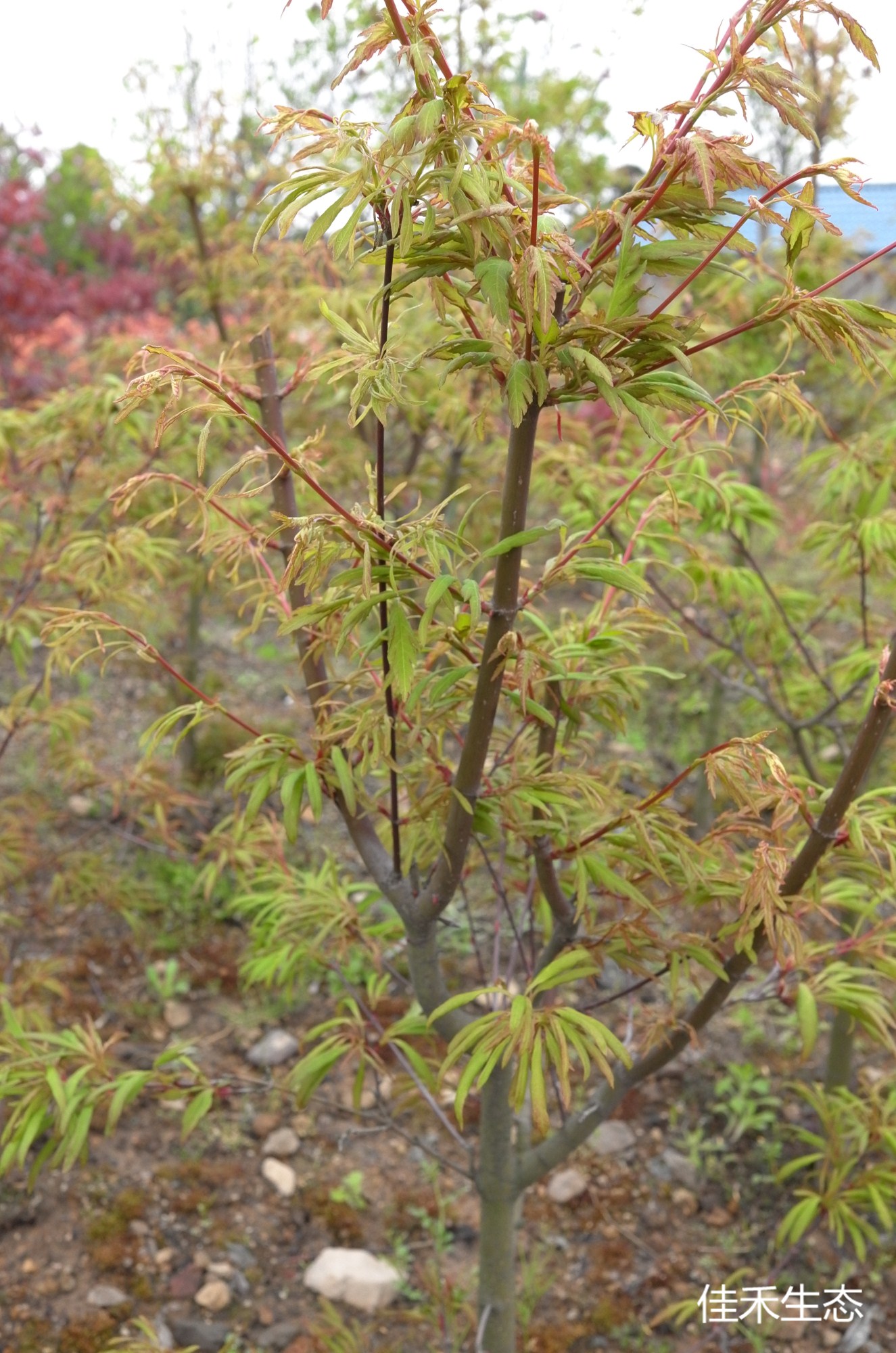 羽衣.Hagoromo.Acer palmatum