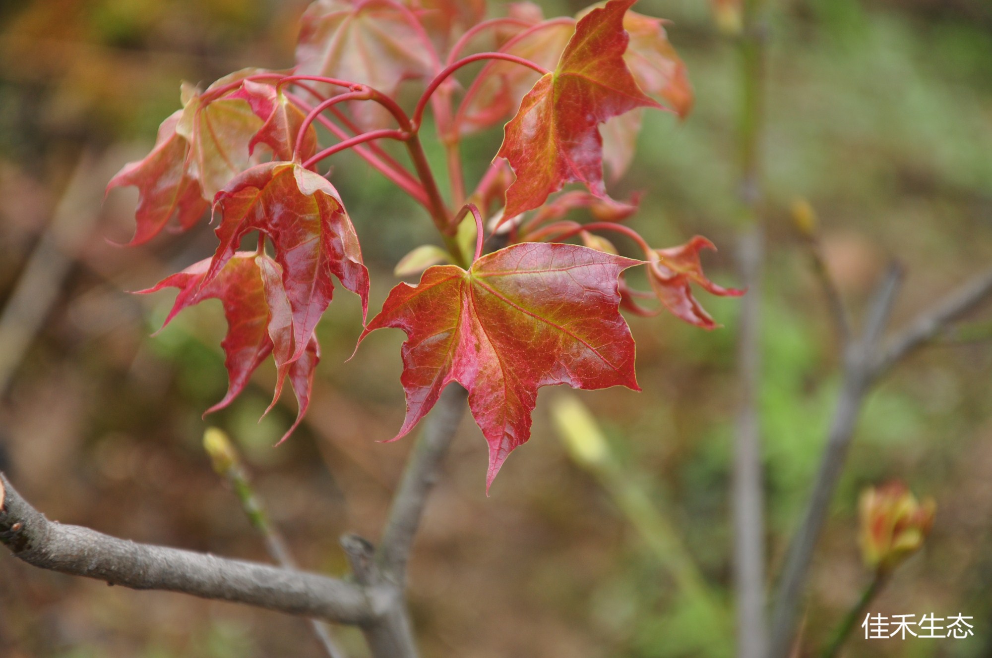 大和常盤錦.Yamato tokiwa nishiki.Acer pictum f.ambiguum