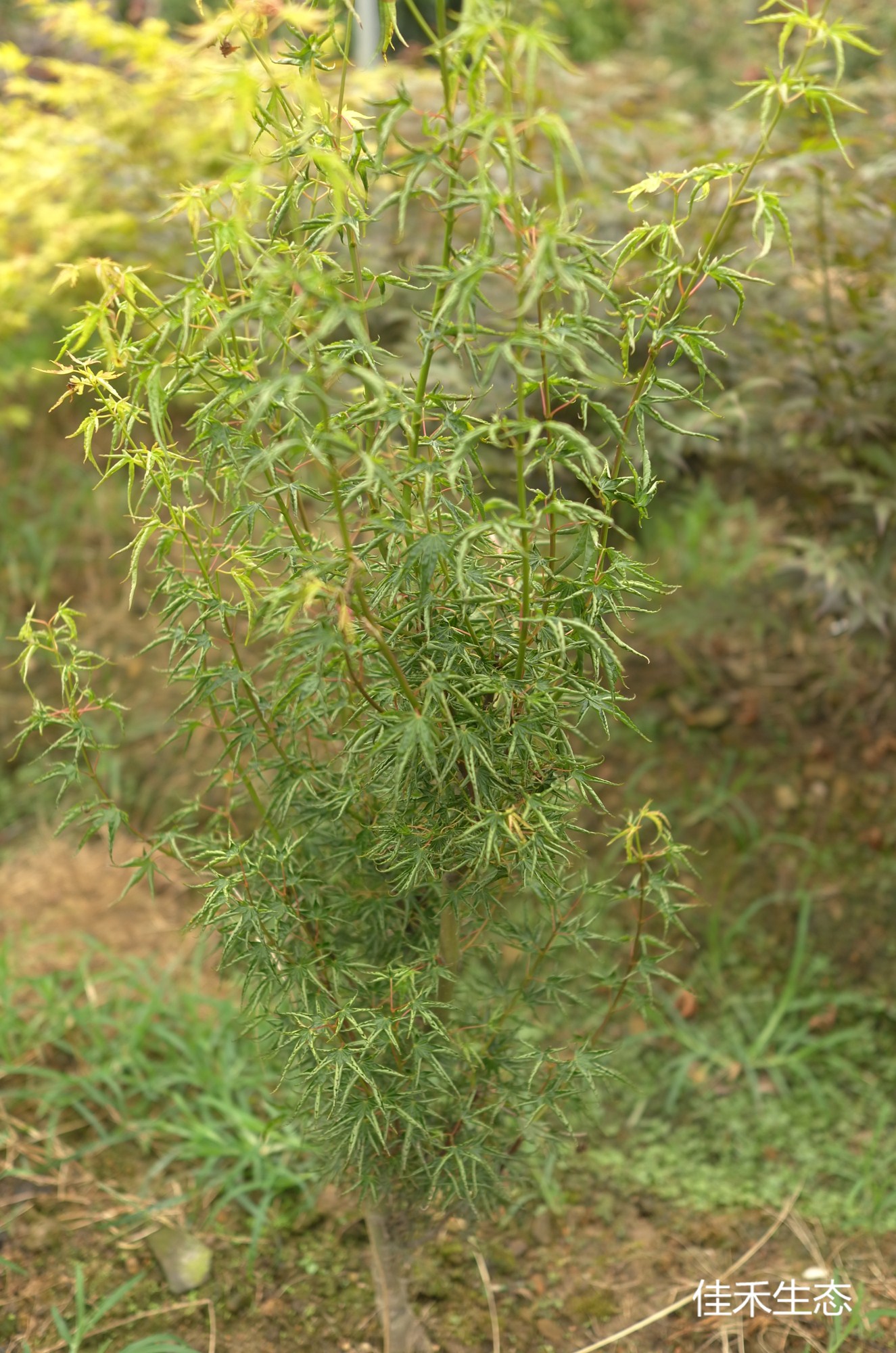 狂獅子.Kurui jishi.Acer palmatum