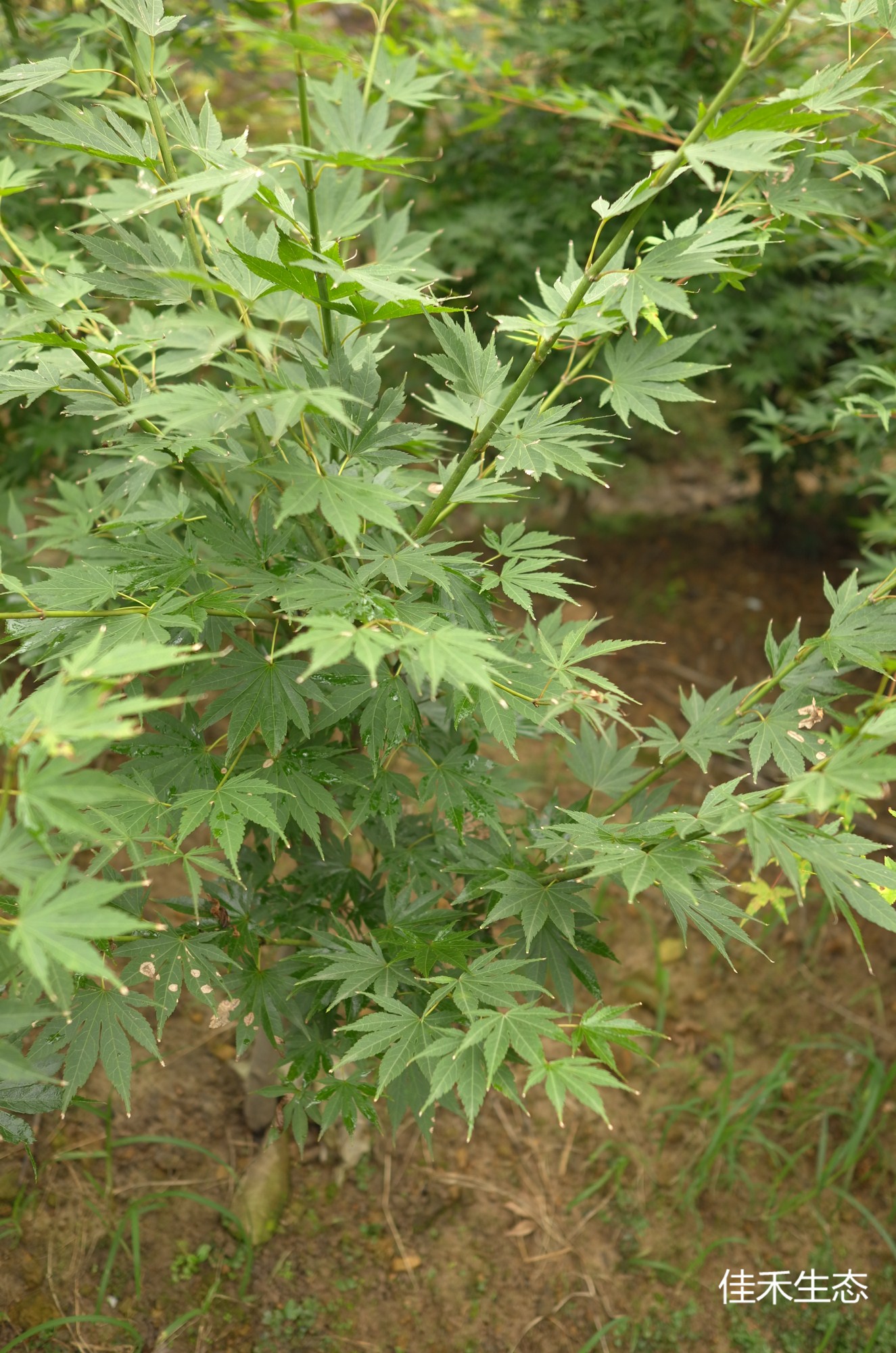 向笠.Mukoh gasa.Acer palmatum