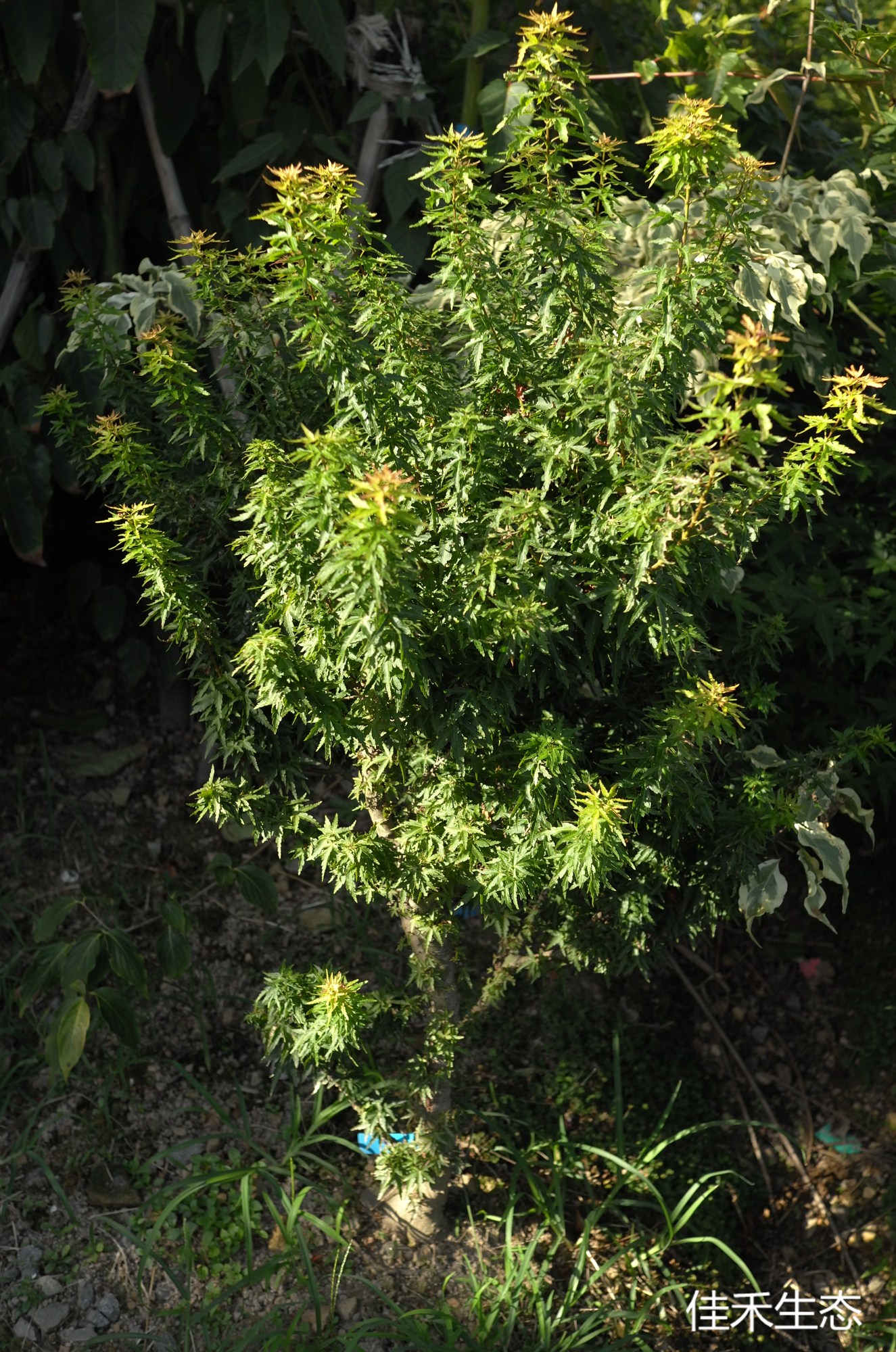 三方錦.Mikata nishiki.Acer palmatum