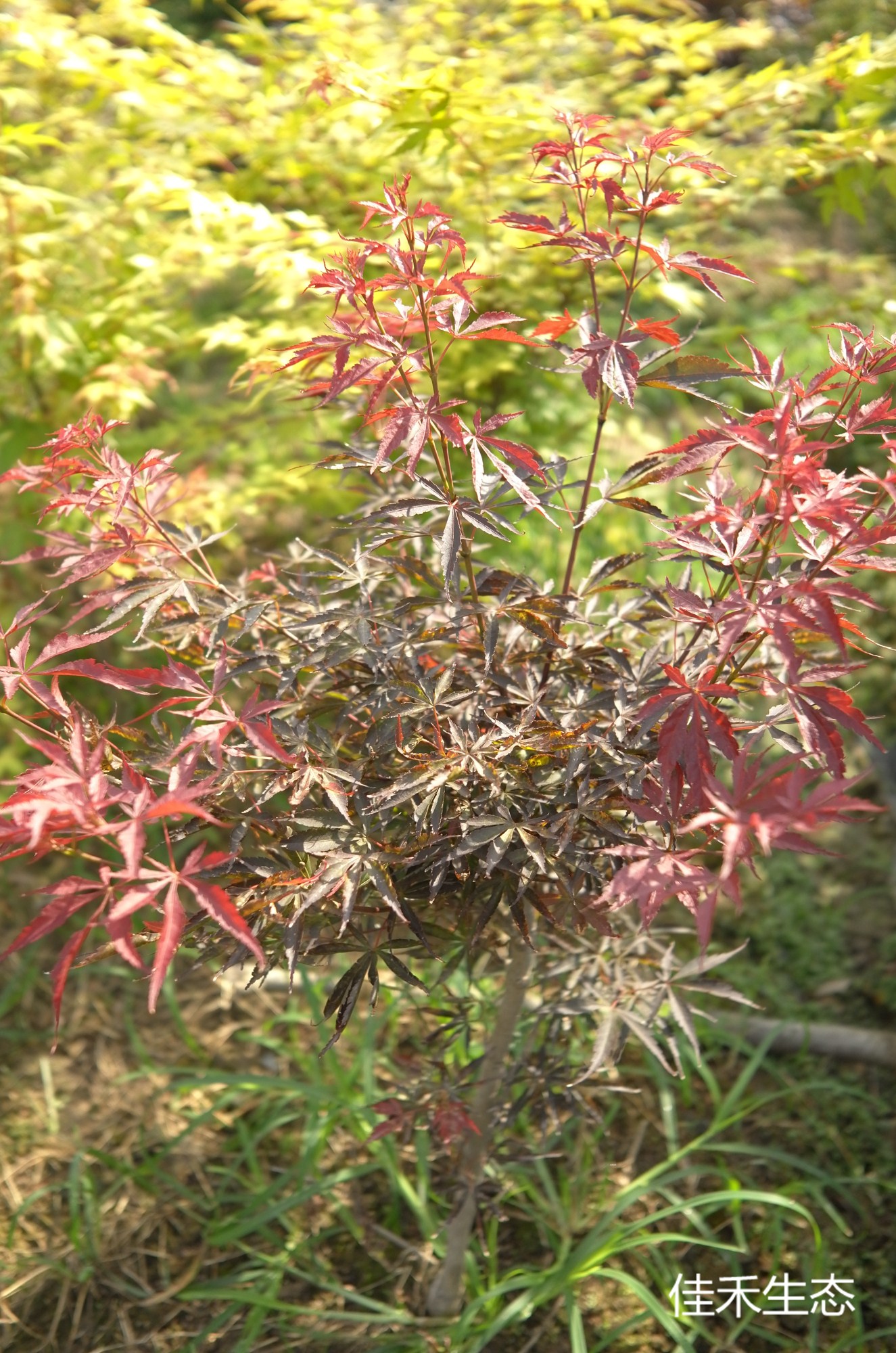 生駒.Ikoma.Acer amoenum