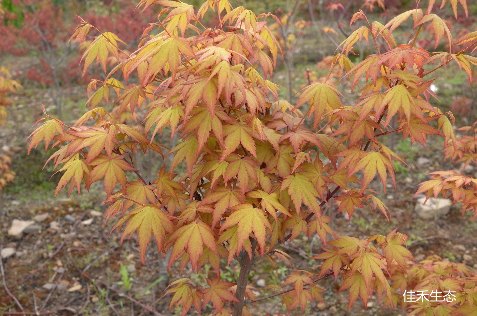 茜.Akane.Acer palmatum