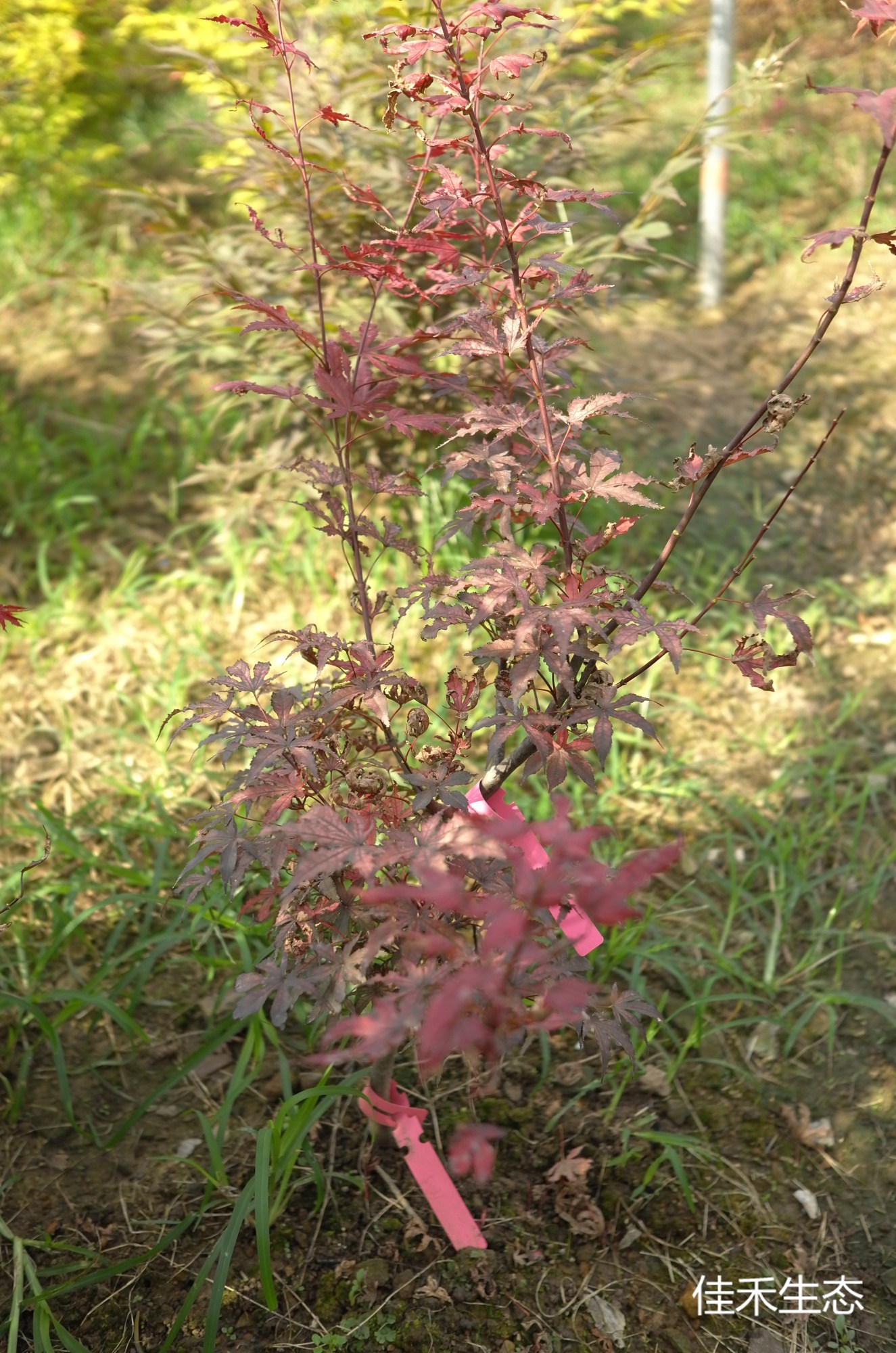 天城時雨.Amagi shigure.Acer amoenum