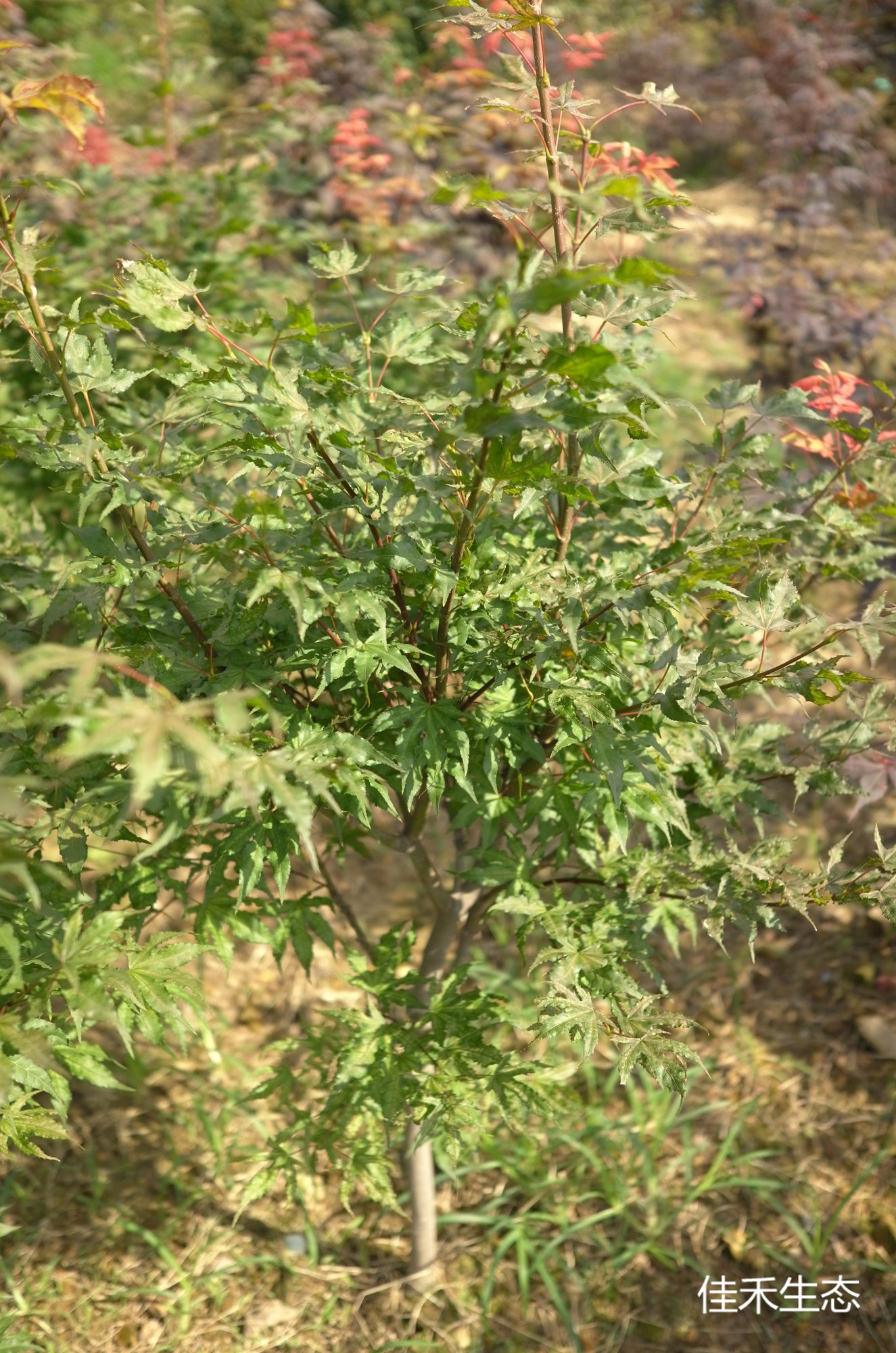 沢千鳥.Sawa chidori.Acer amoenum