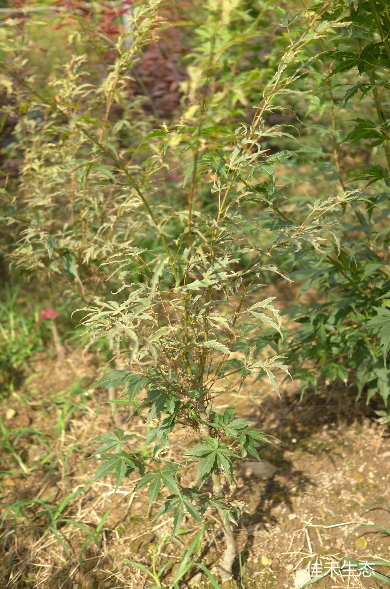 花司.Hana tsukasa.Acer palmatum