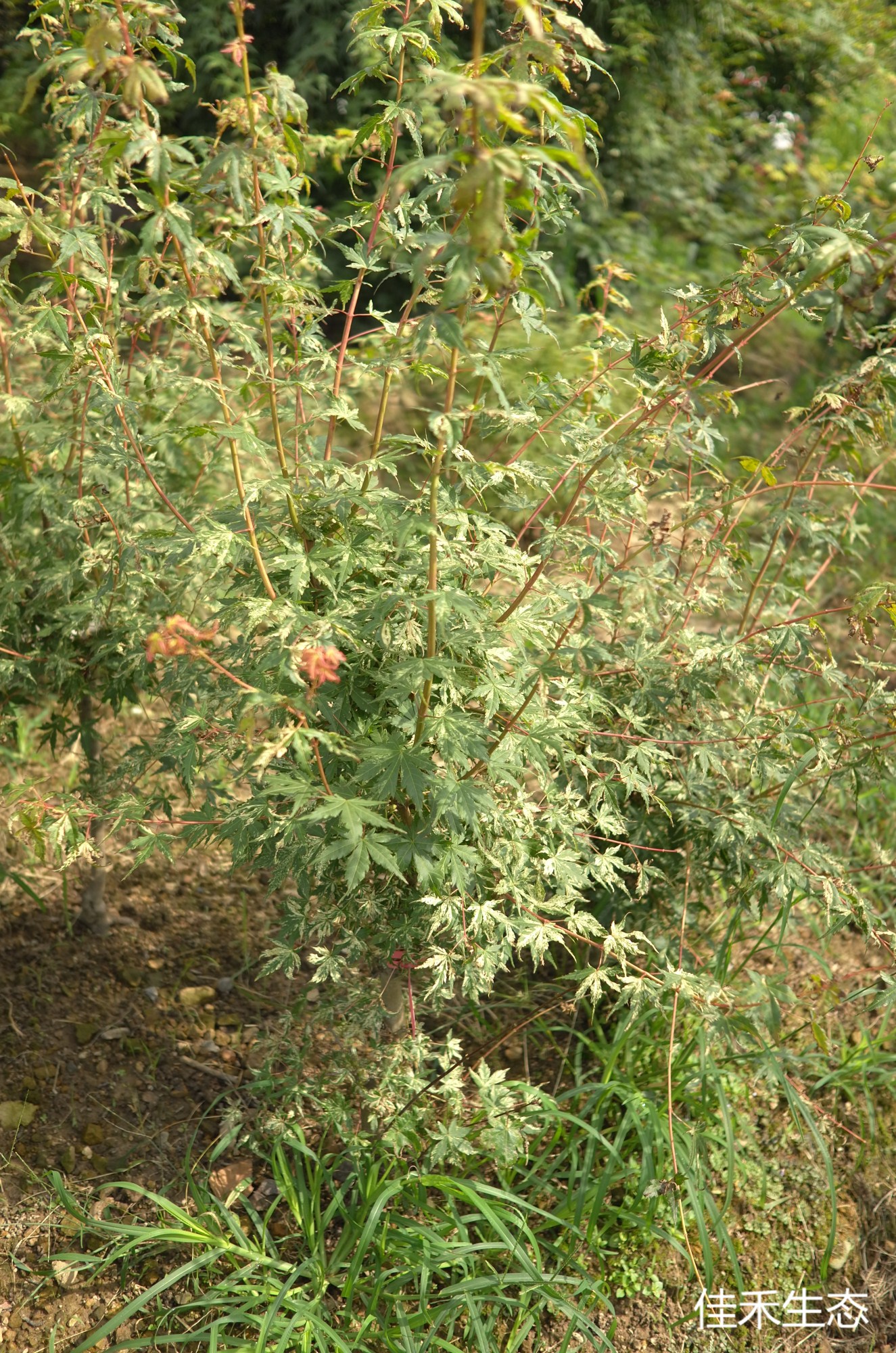 羽前錦.Uzen nishiki.Acer matsumurae