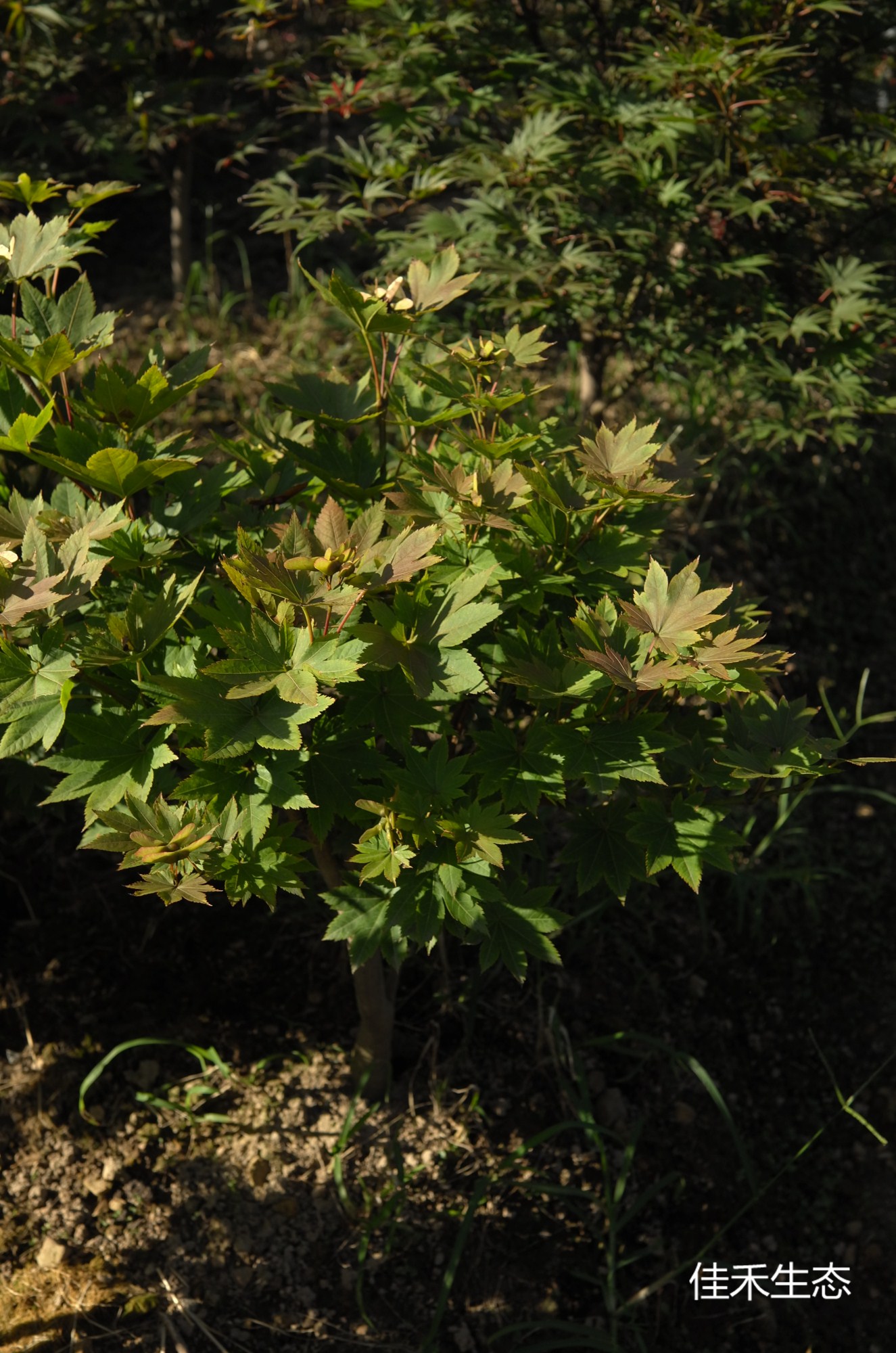 名月.Meigetsu.Acer japonicum