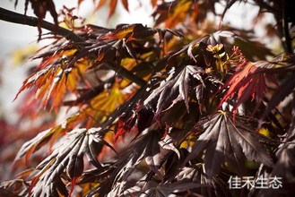 Acer_palmatum_Whitney_Red_05_07_10_2_副本.jpg