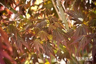 Acer_palmatum_Whitney_Red_05_07_10_3_副本.jpg