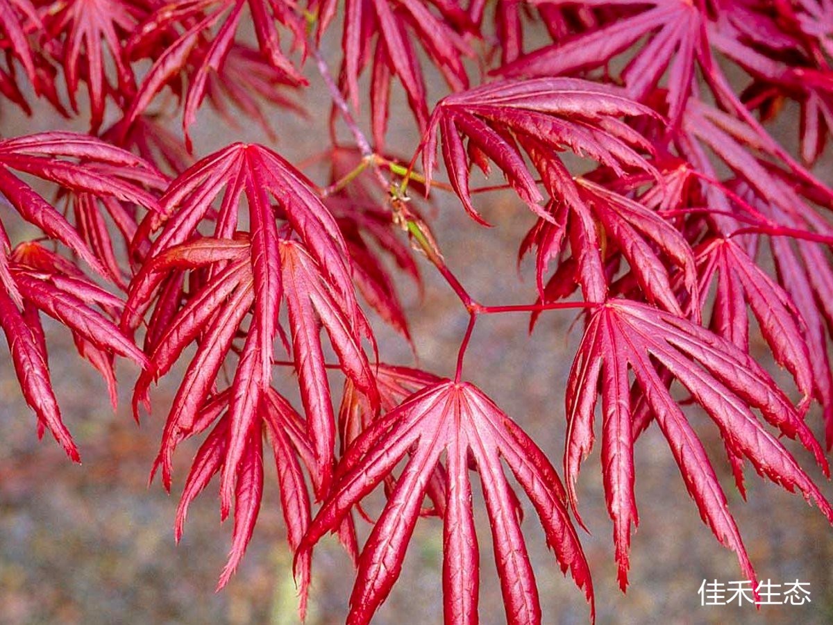 acer_palmatum_trompenburg1200x900_副本.jpg